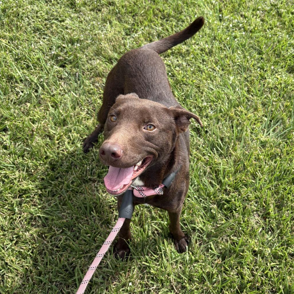 Brownie, a Adoptable mixed breed in Beaumont, TX image 6/6