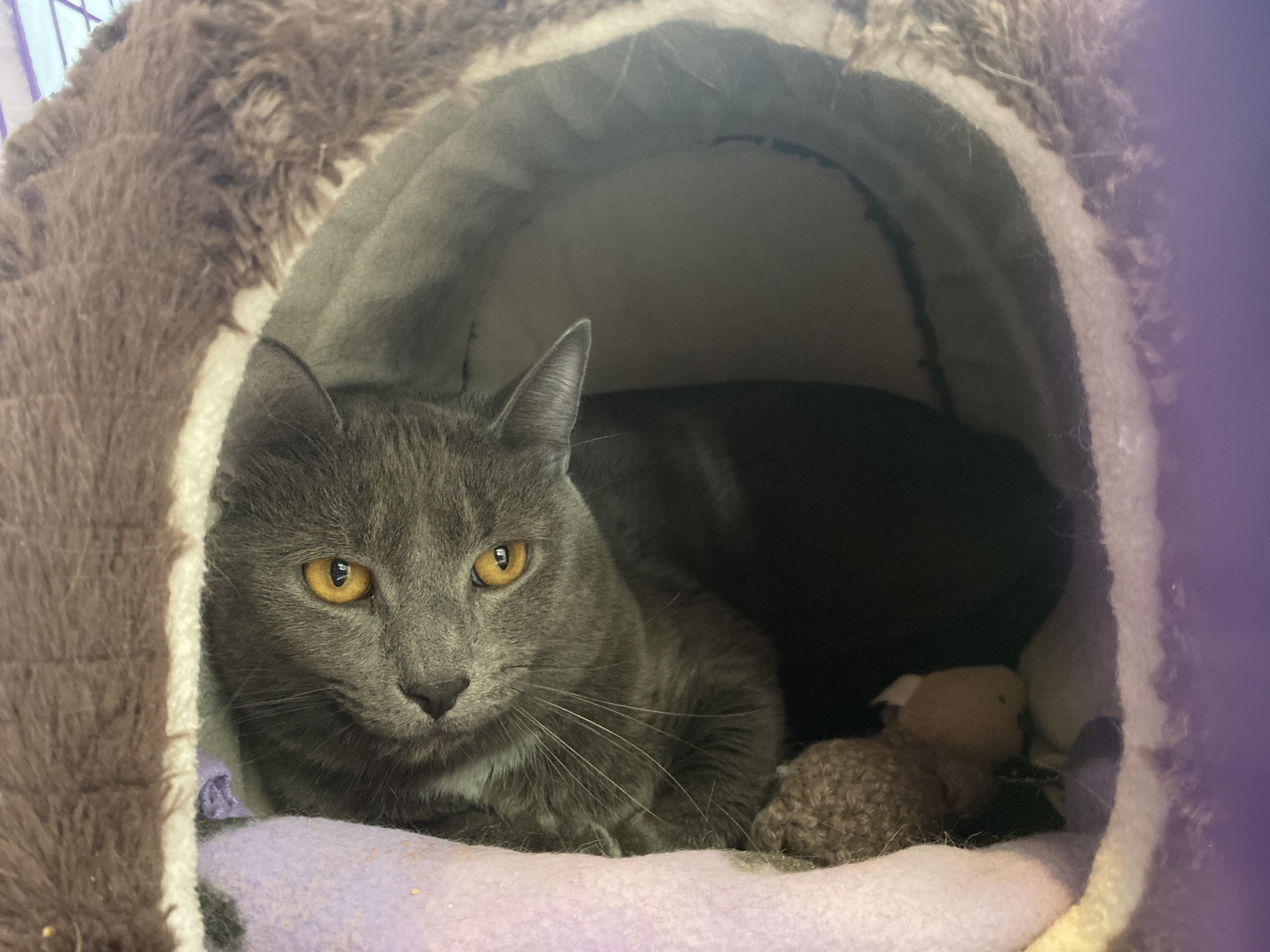 Enlarge Chip, a ADOPTABLE Domestic Short Hair in Salisbury, MA image 3/3