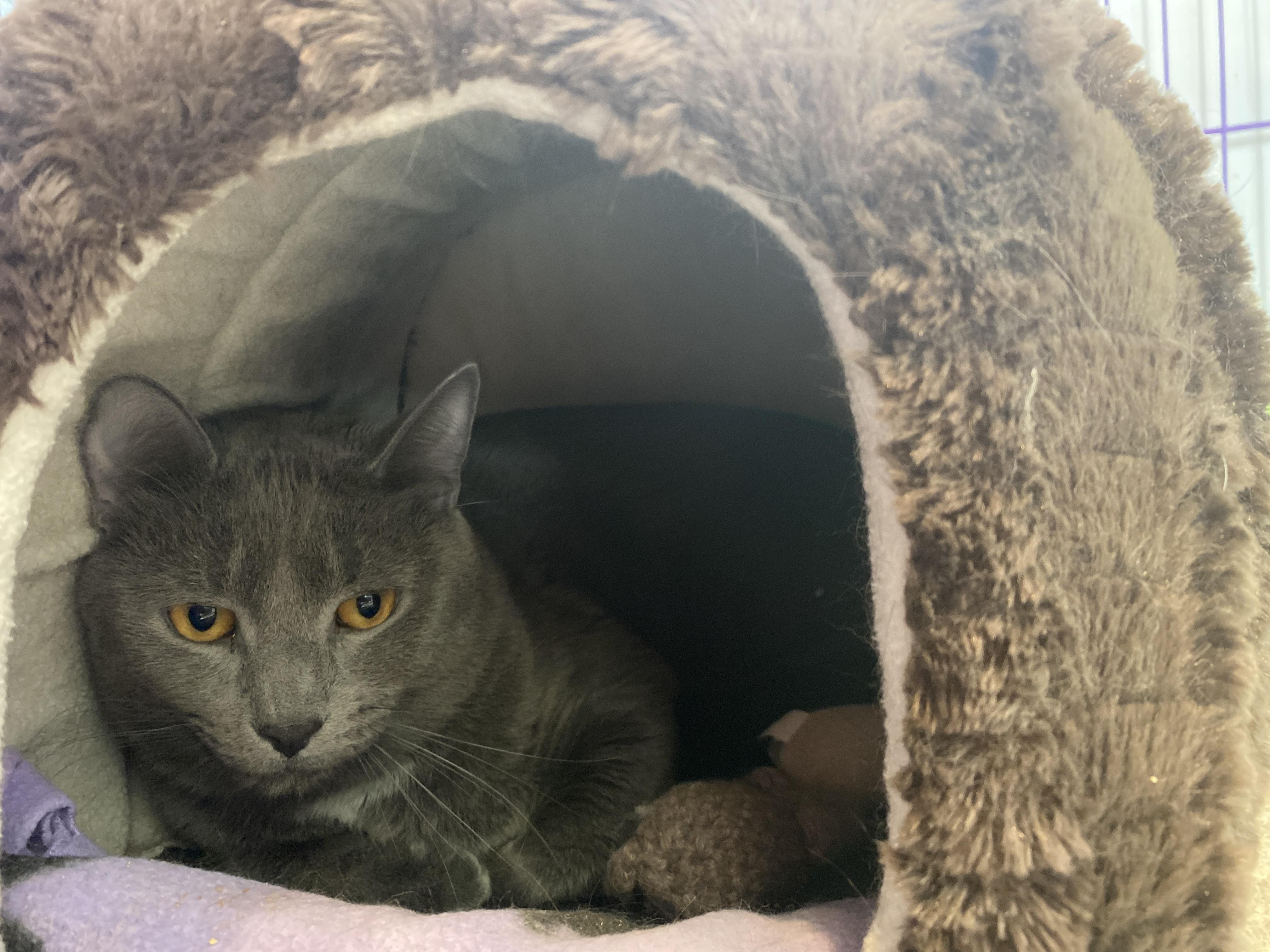 Enlarge Chip, a ADOPTABLE Domestic Short Hair in Salisbury, MA image 2/3