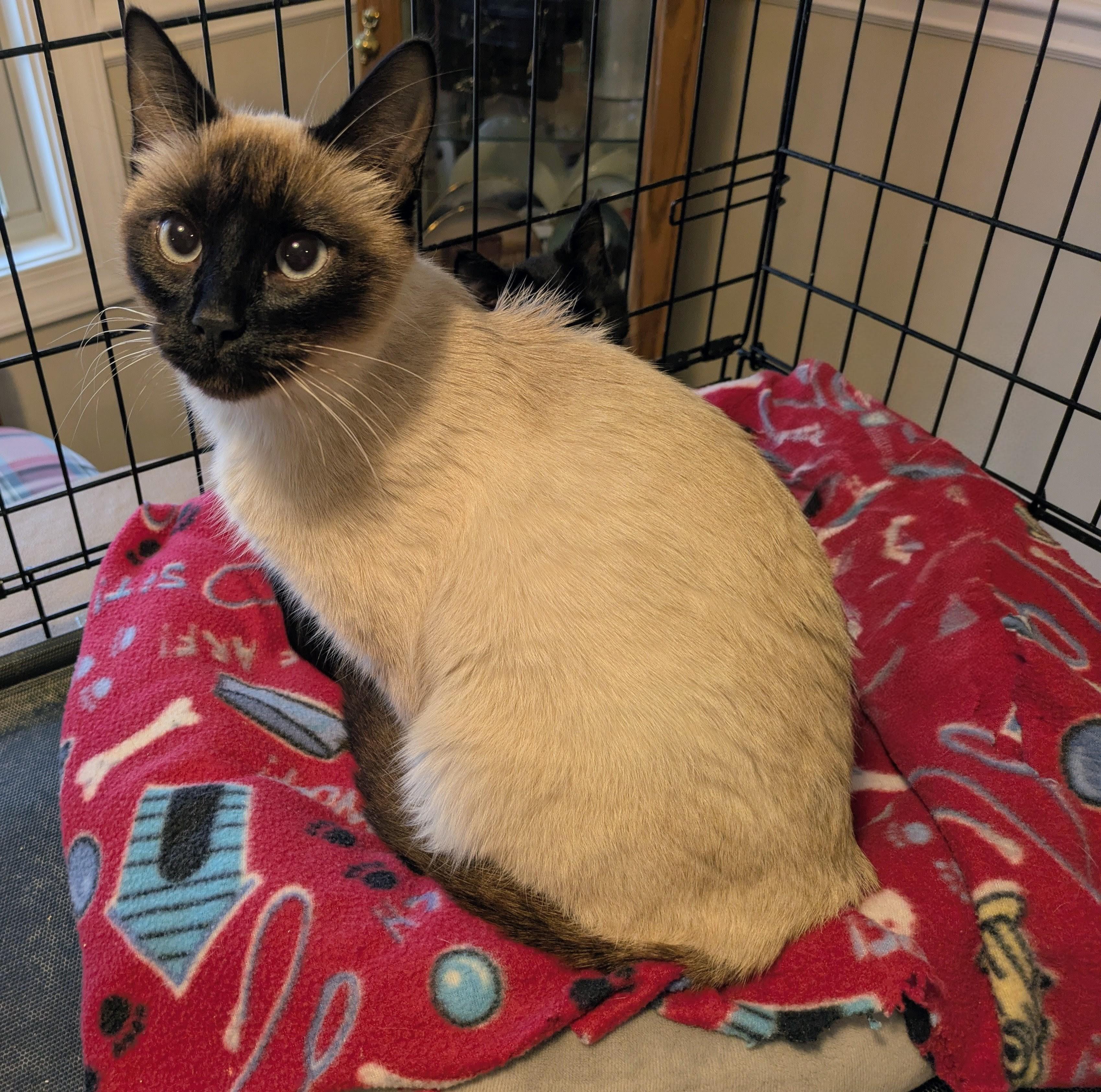 Enlarge SUAI, an adopted Siamese in Lebanon, TN image 2/2