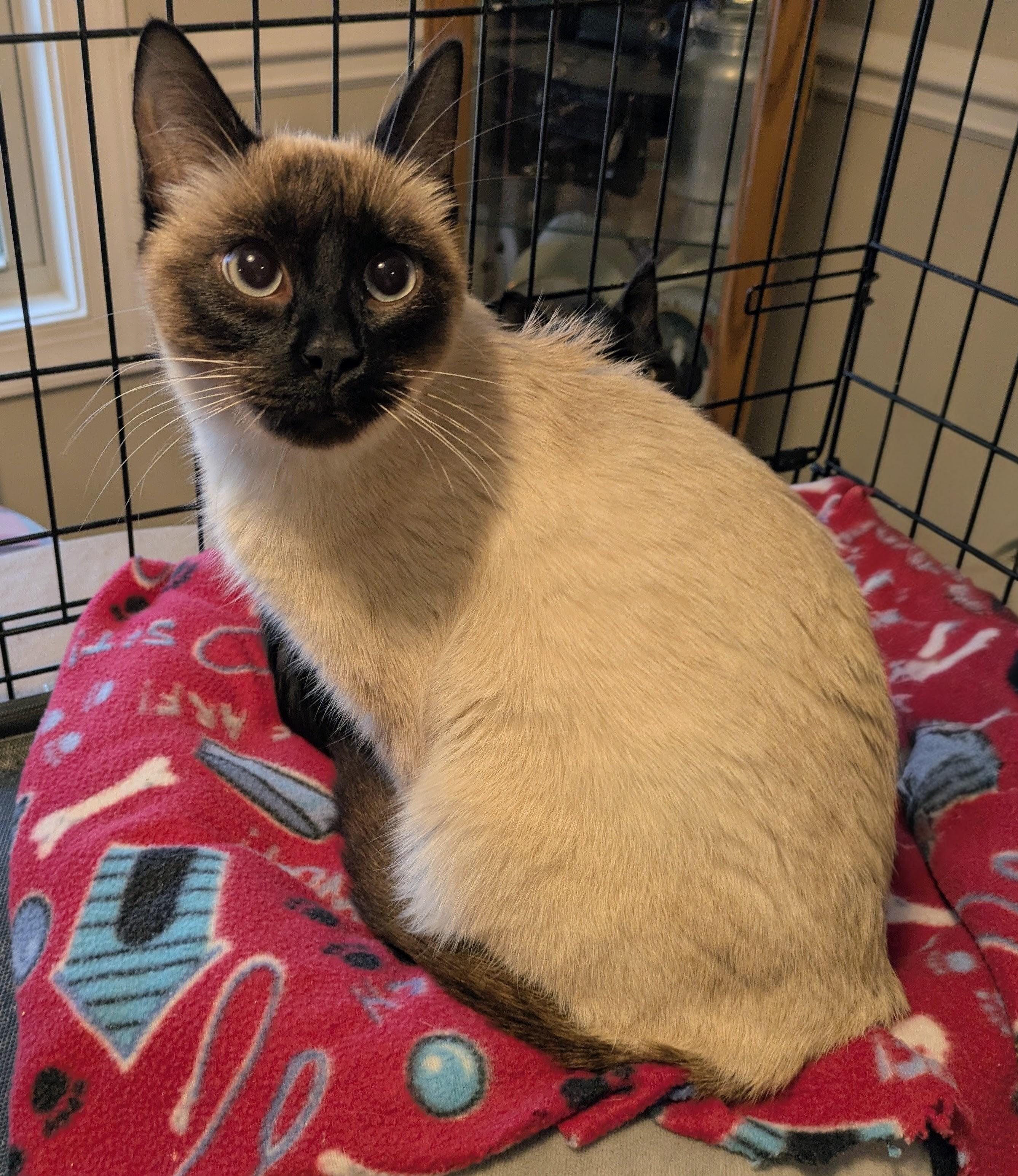 Enlarge SUAI, an adopted Siamese in Lebanon, TN image 1/2