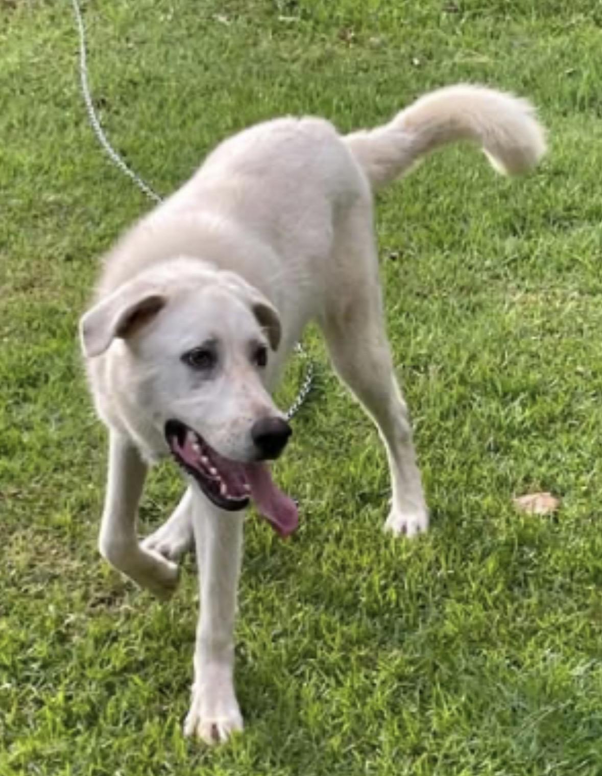 Enlarge Snowball, a Adoptable Great Pyrenees in Stephenson, VA image 2/4