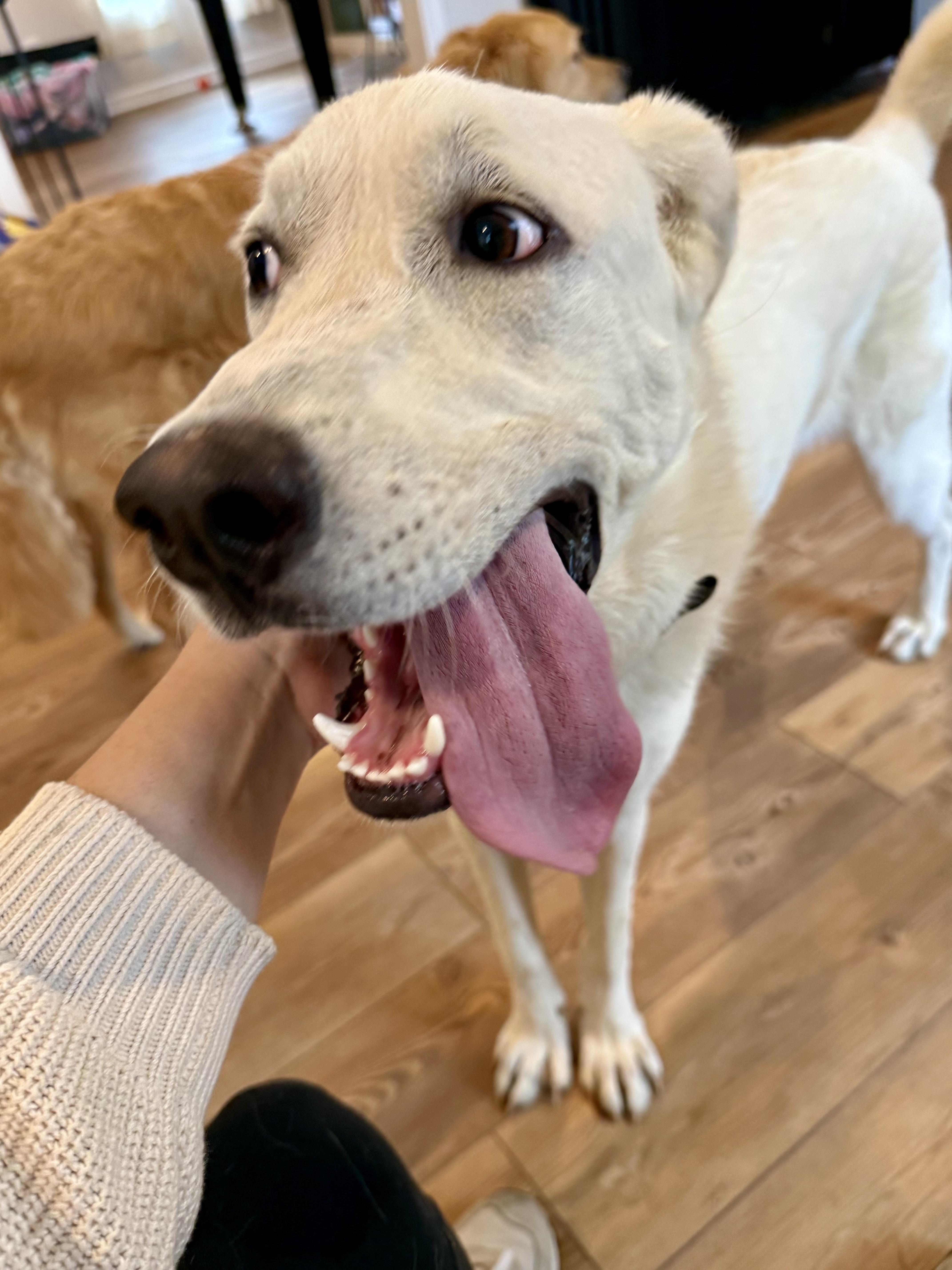 Snowball, Adoptable, Young Female Great Pyrenees.