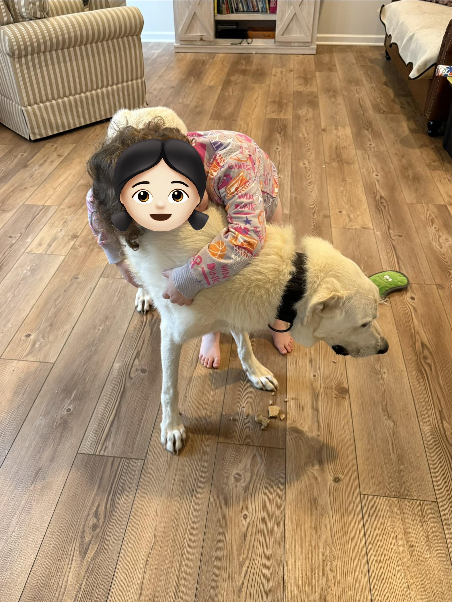 Enlarge Snowball, a Adoptable mixed breed in Lovettsville, VA image 3/6