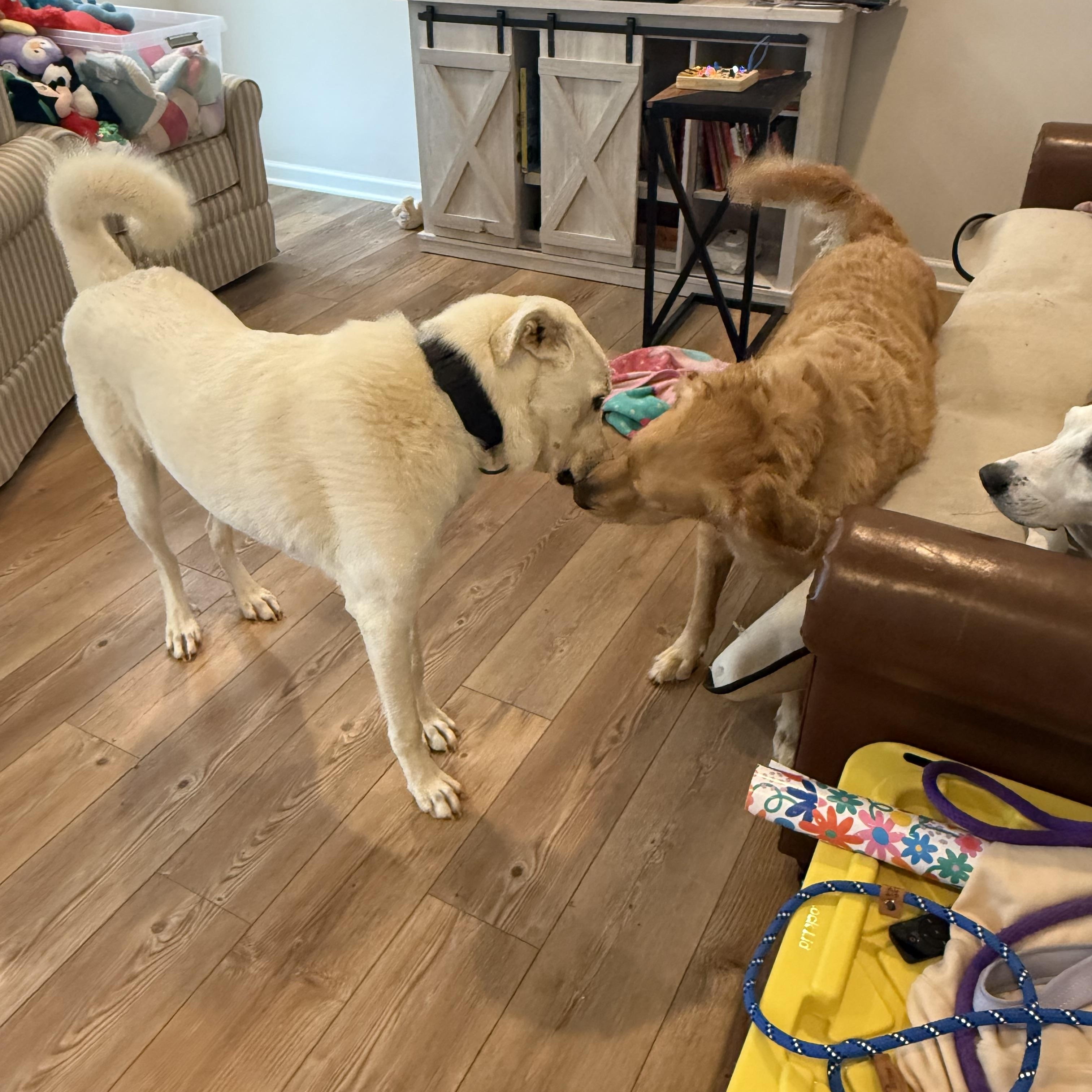 Enlarge Snowball, a Adoptable mixed breed in Lovettsville, VA image 4/6