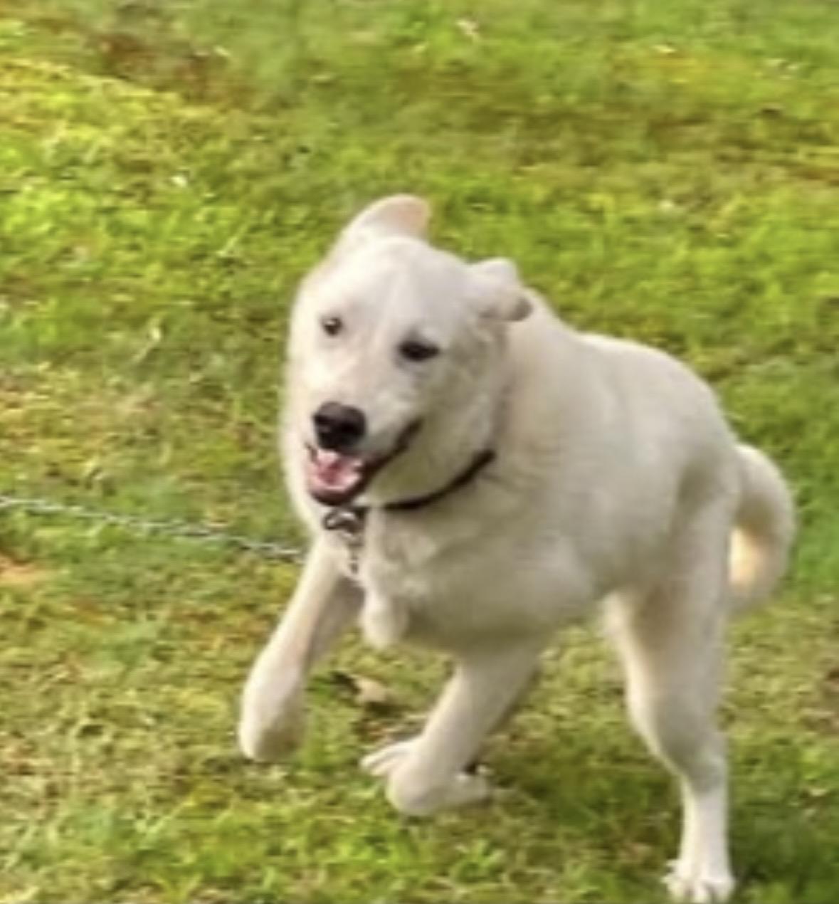 Enlarge Snowball, a Adoptable Great Pyrenees in Stephenson, VA image 4/4
