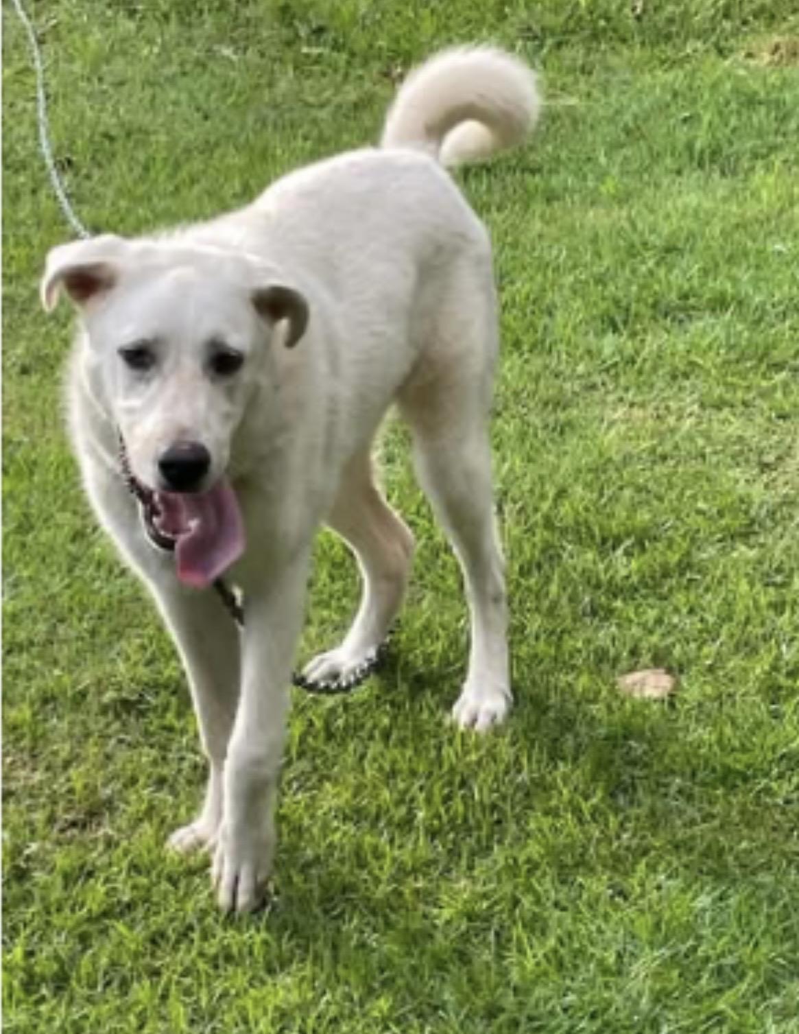 Enlarge Snowball, a Adoptable Great Pyrenees in Stephenson, VA image 1/4