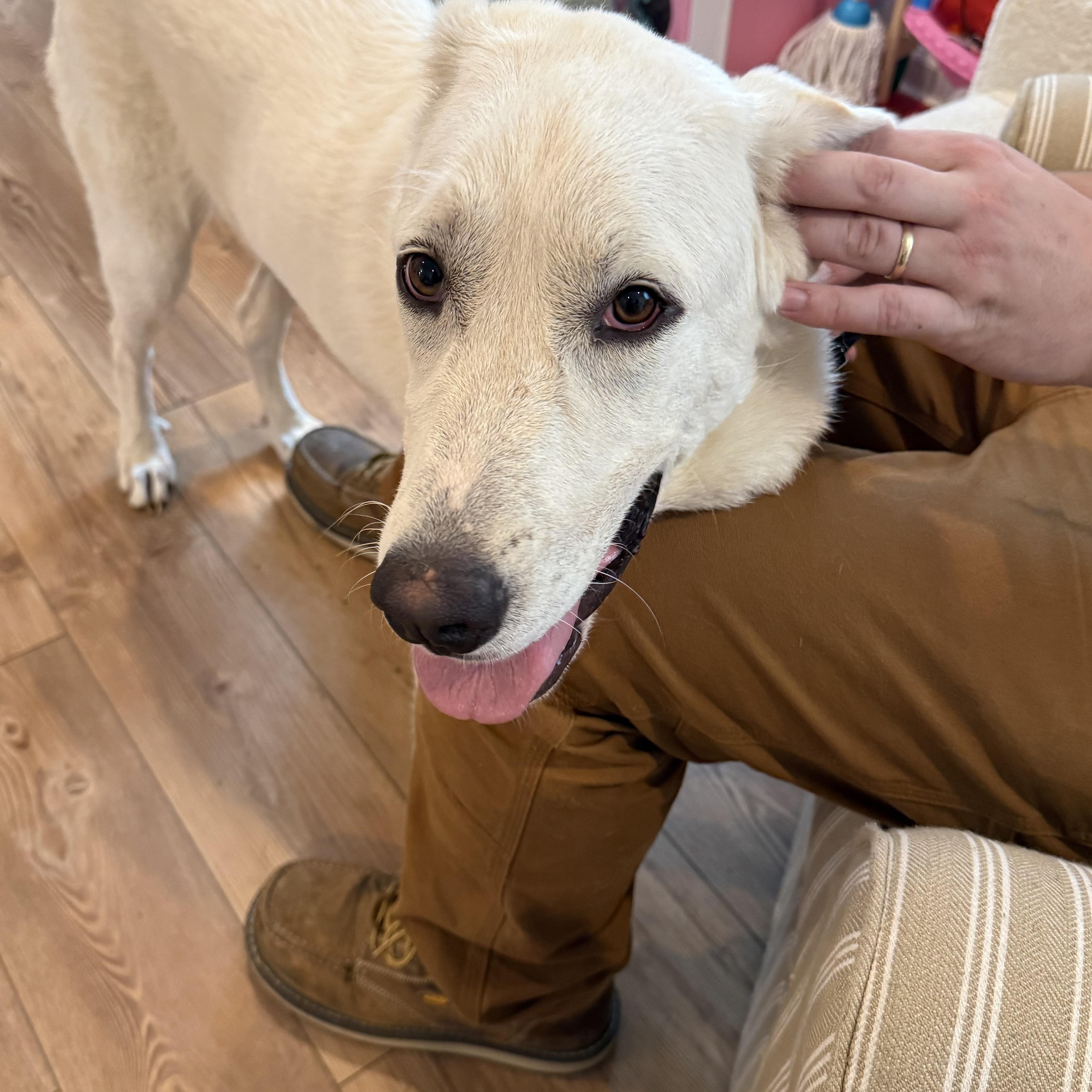 Enlarge Snowball, a Adoptable mixed breed in Lovettsville, VA image 5/6