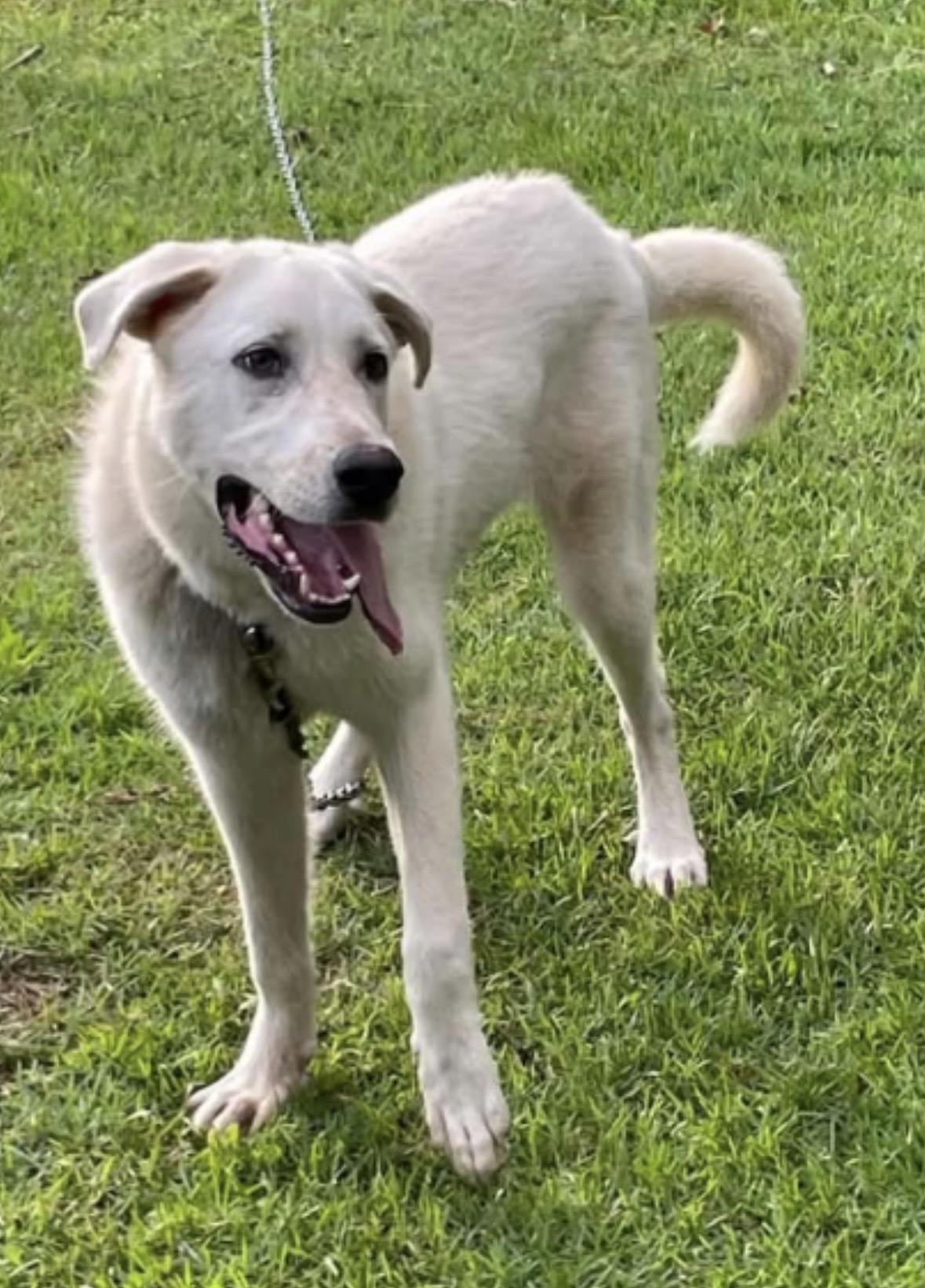 Enlarge Snowball, a Adoptable Great Pyrenees in Stephenson, VA image 3/4