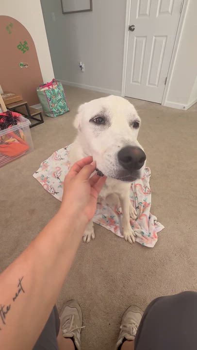 Enlarge Snowball, a Adoptable mixed breed in Lovettsville, VA video 6/6