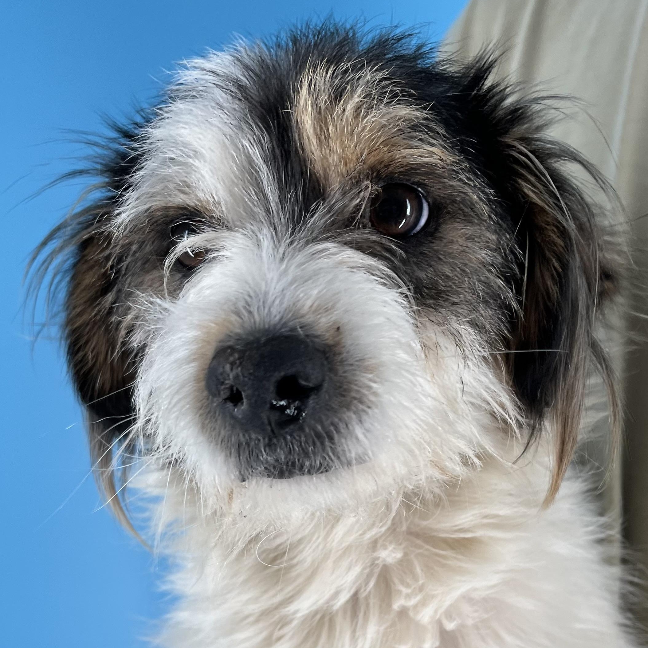 Tuck - Local April 10-12, adoptable, Young Male Rat Terrier & Jack Russell Terrier.