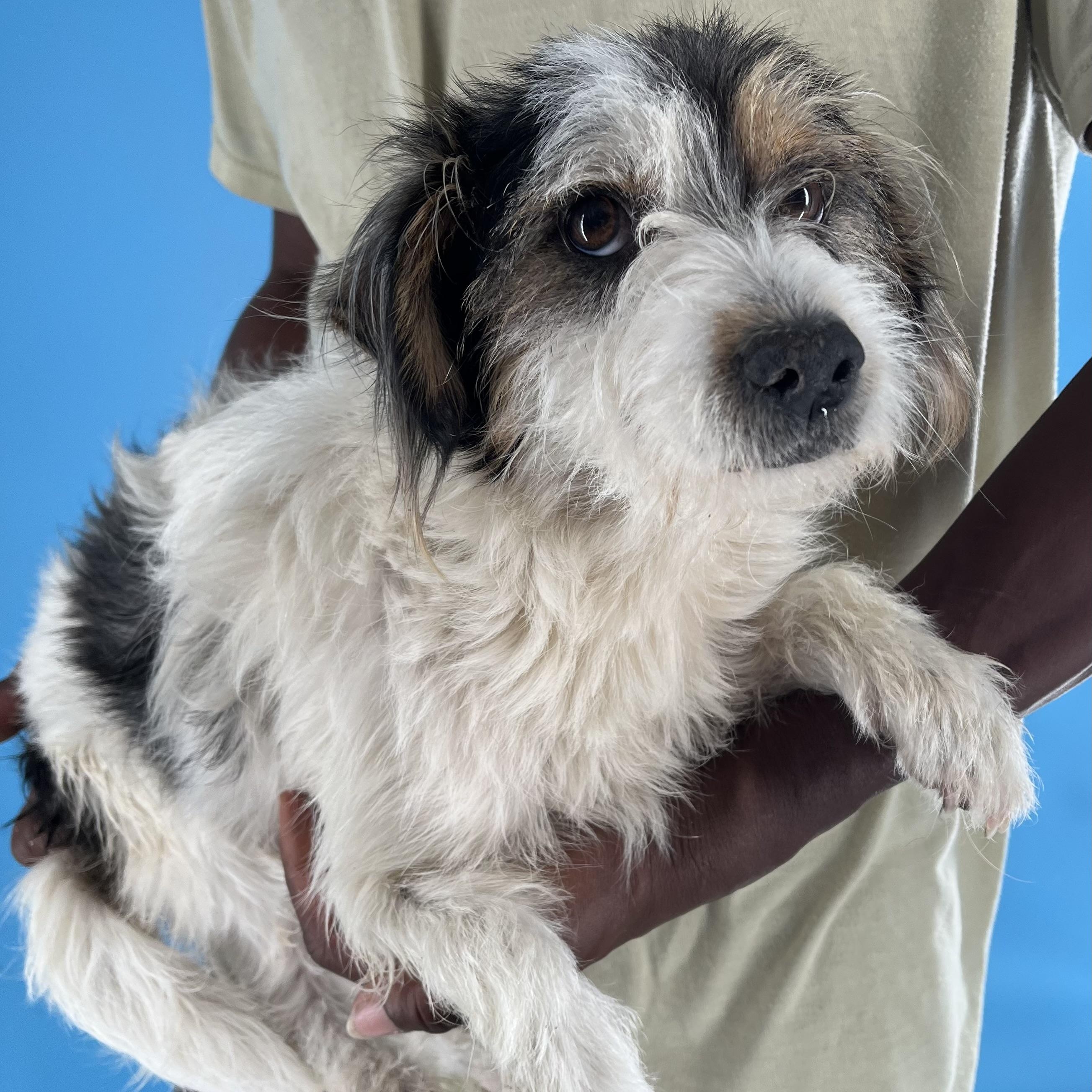 Enlarge Tuck - Local April 10-12, an adoptable mixed breed in North Smithfield, RI image 2/6