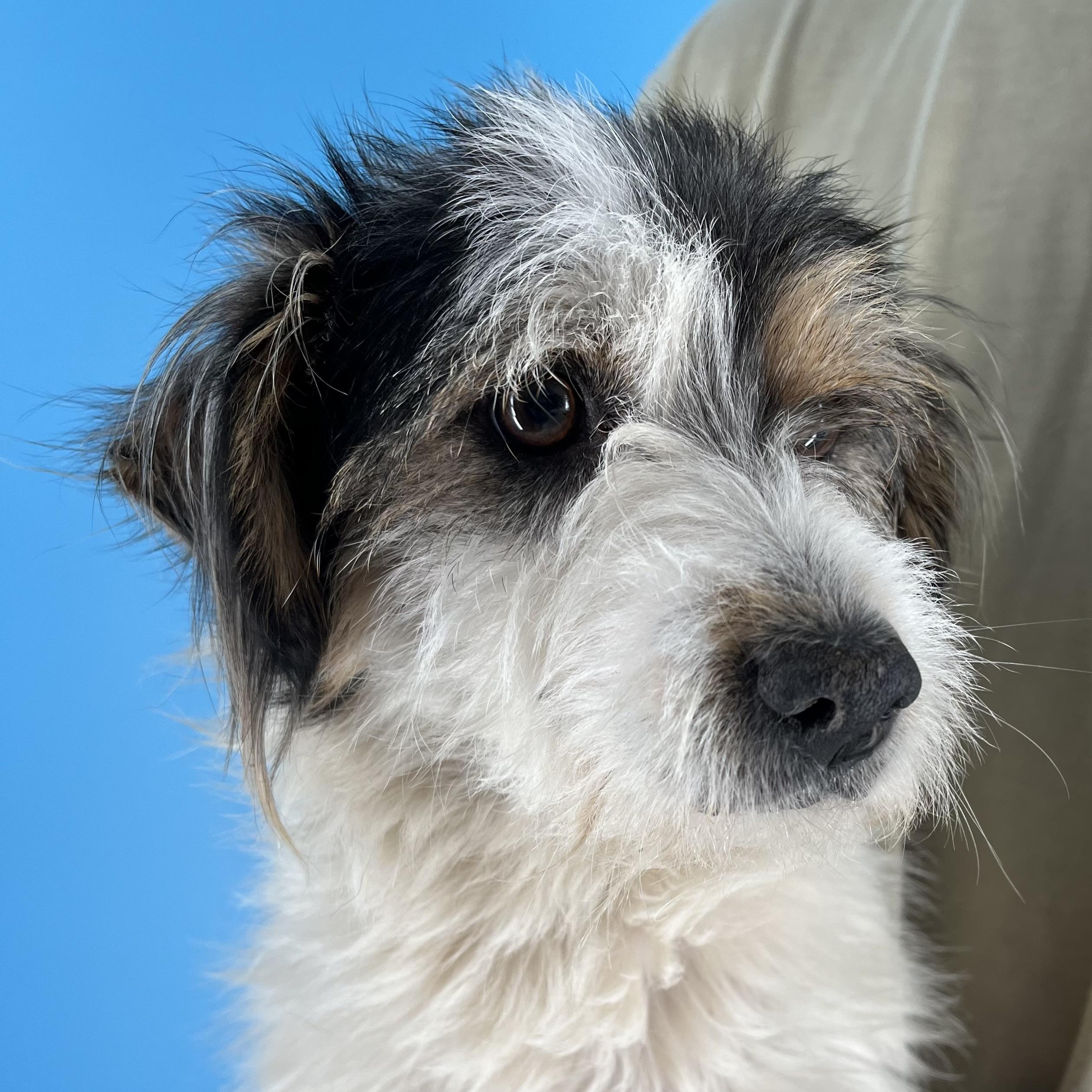 Enlarge Tuck - Local April 10-12, an adoptable mixed breed in North Smithfield, RI image 3/6