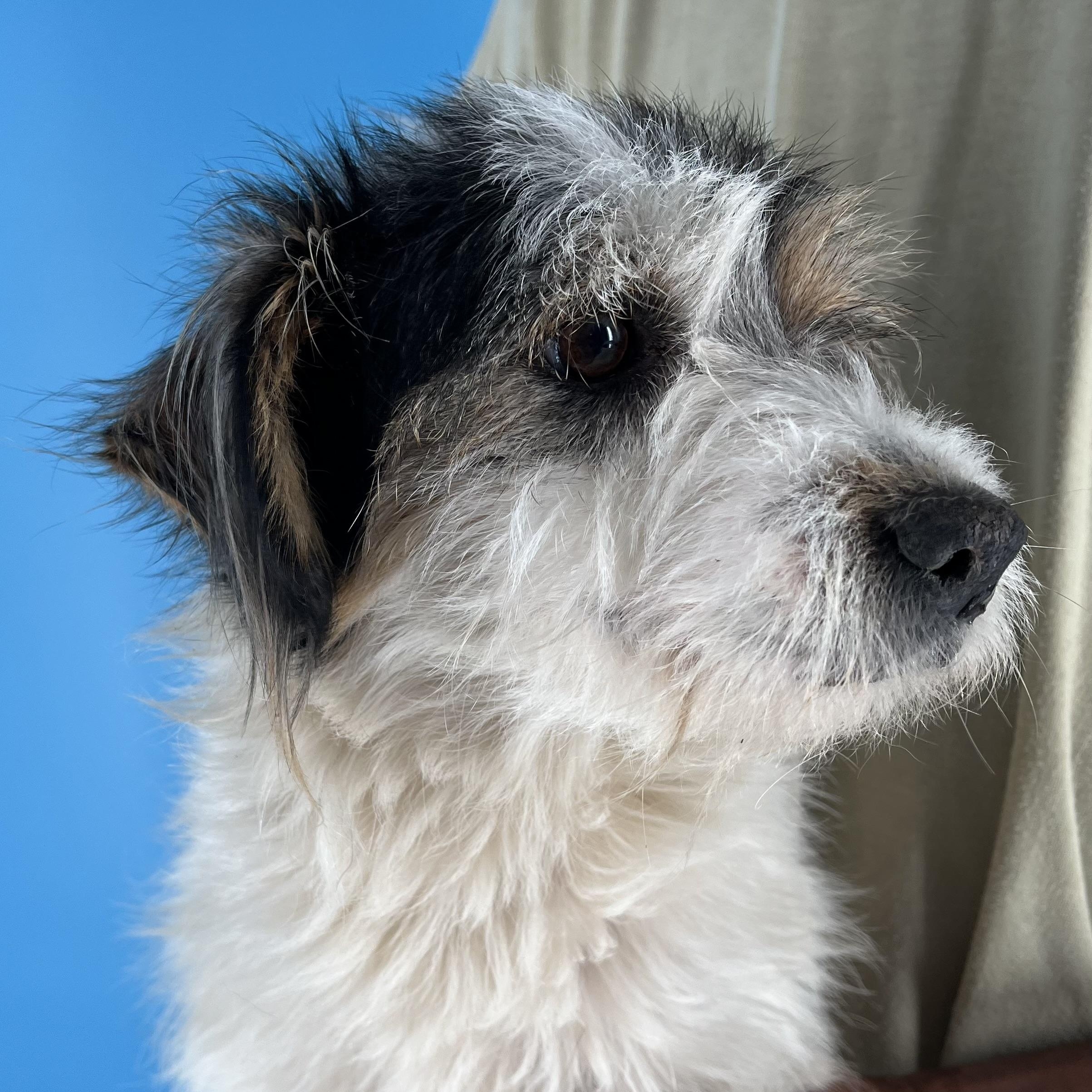 Enlarge Tuck - Local April 10-12, an adoptable mixed breed in North Smithfield, RI image 4/6