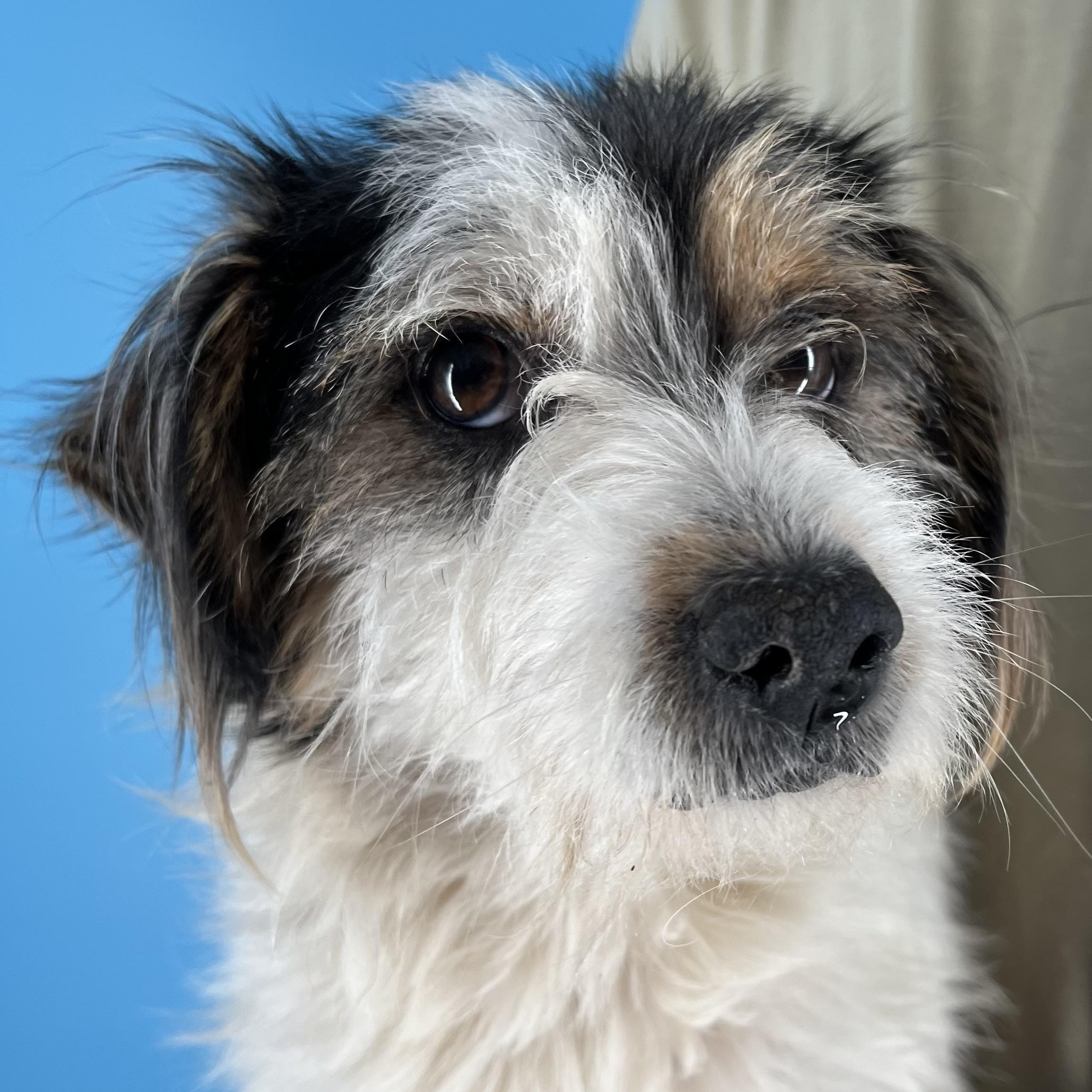 Enlarge Tuck - Local April 10-12, an adoptable mixed breed in North Smithfield, RI image 5/6