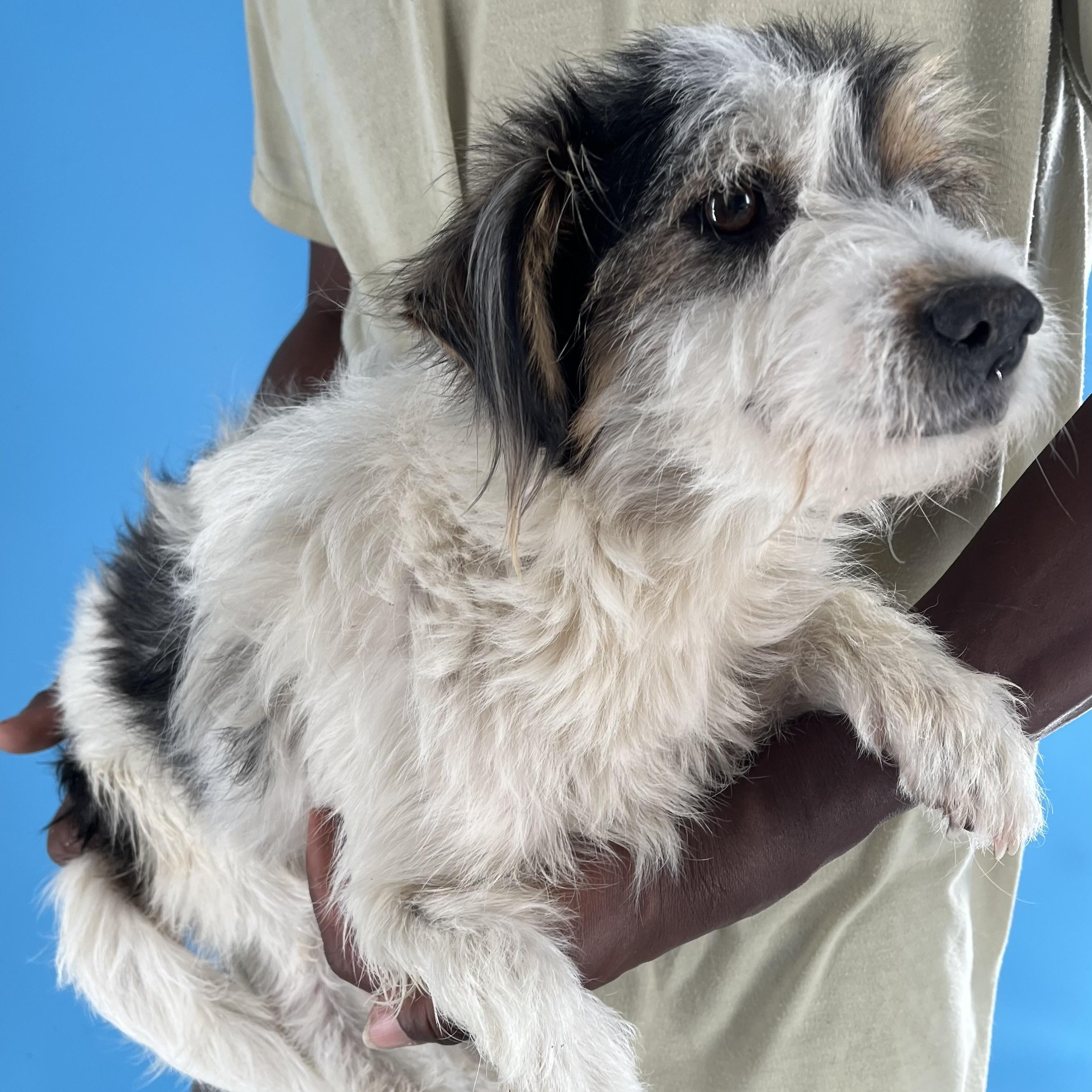 Enlarge Tuck - Local April 10-12, an adoptable mixed breed in North Smithfield, RI image 6/6