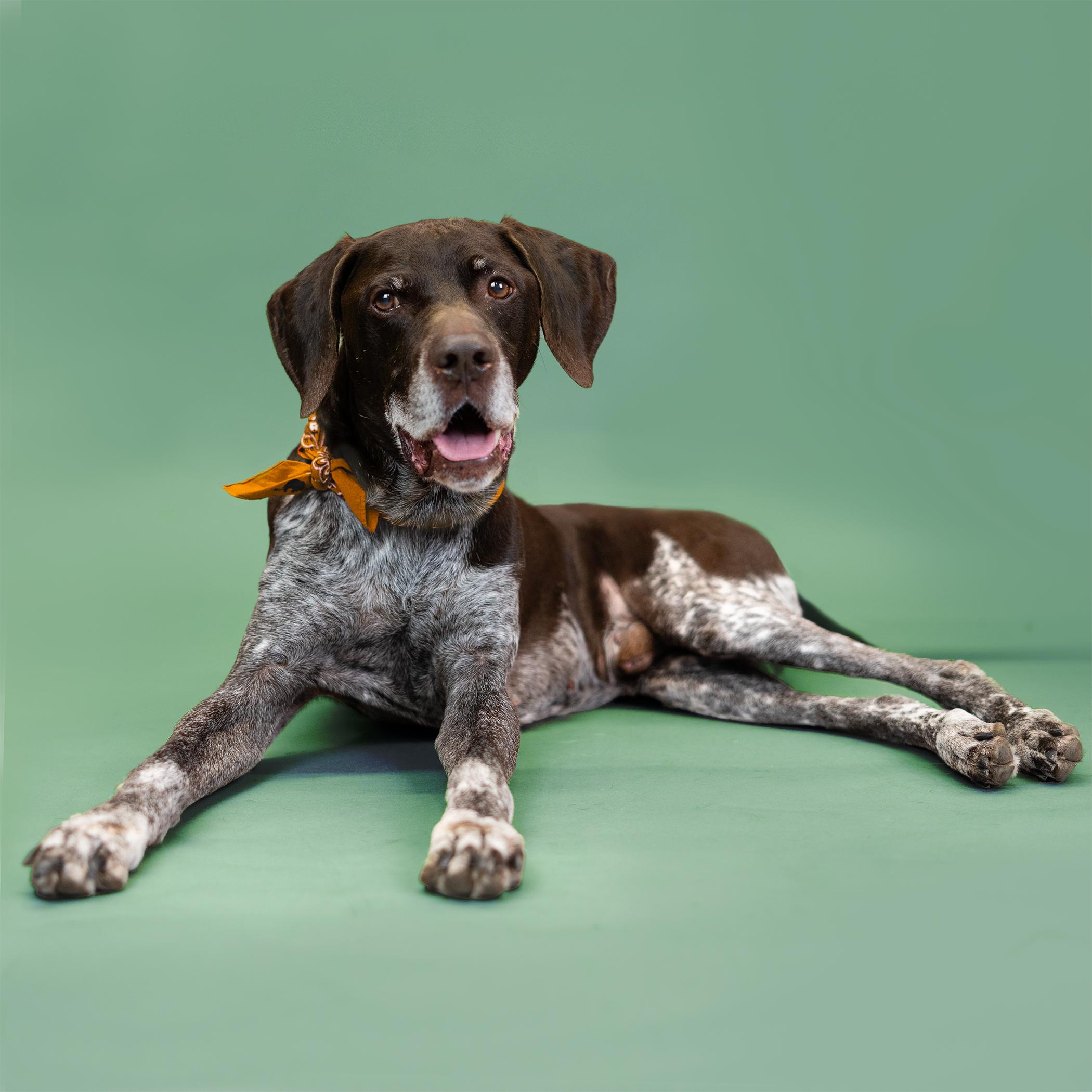 Conrad, a Adoptable German Shorthaired Pointer in Shawnee, KS image 3/6