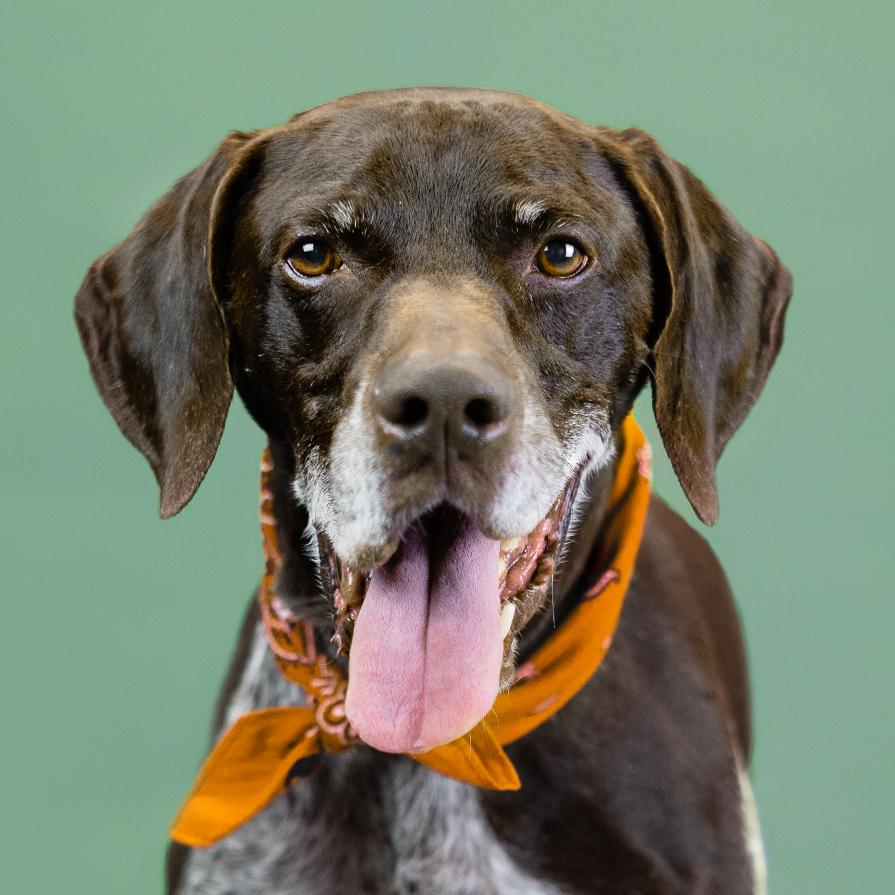 Conrad, a Adoptable German Shorthaired Pointer in Shawnee, KS image 1/6