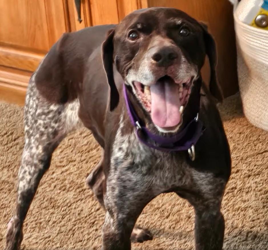 Conrad, a Adoptable German Shorthaired Pointer in Shawnee, KS image 4/6