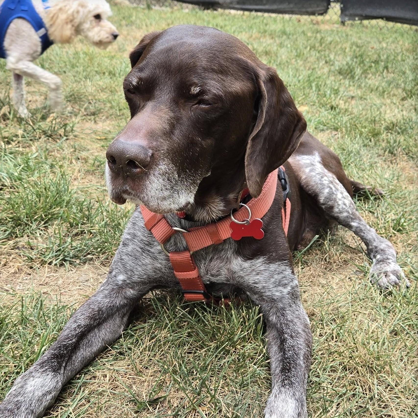 Conrad, Adoptable, Senior Male German Shorthaired Pointer.