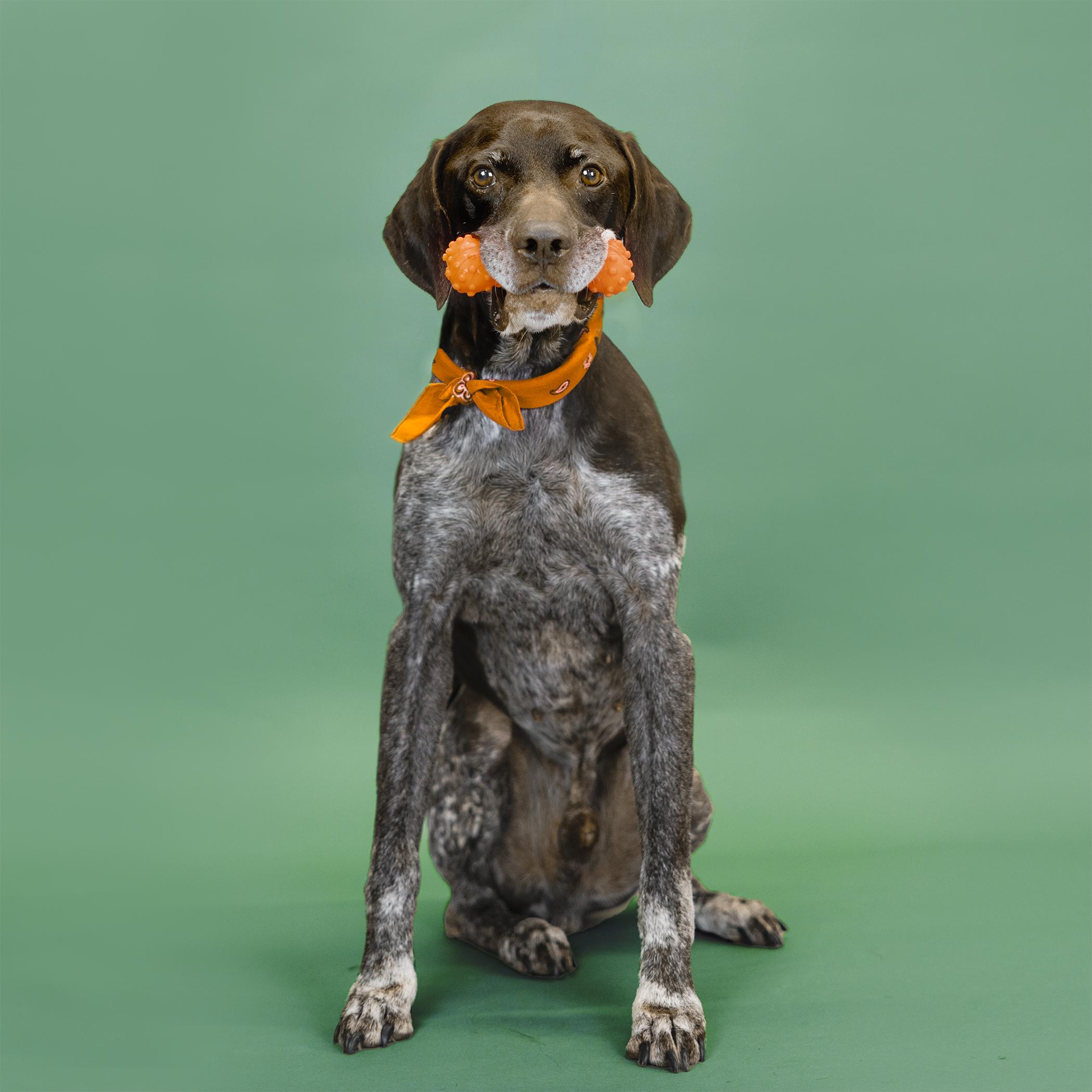 Conrad, a Adoptable German Shorthaired Pointer in Shawnee, KS image 6/6
