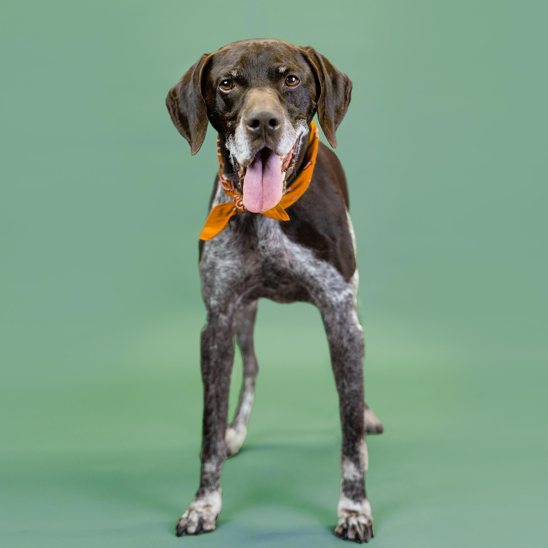 Conrad, a Adoptable German Shorthaired Pointer in Shawnee, KS image 5/6