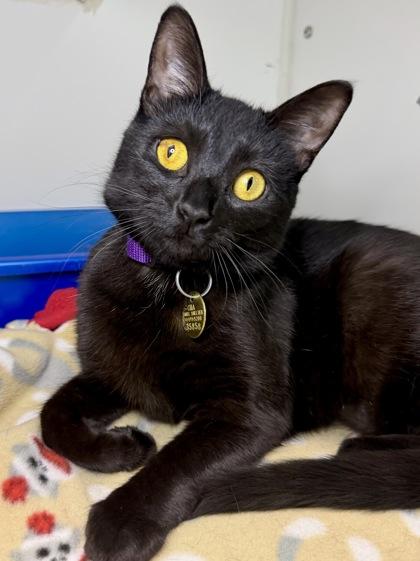 KitKat, Adoptable, Adult Female Domestic Short Hair & Domestic Short Hair.