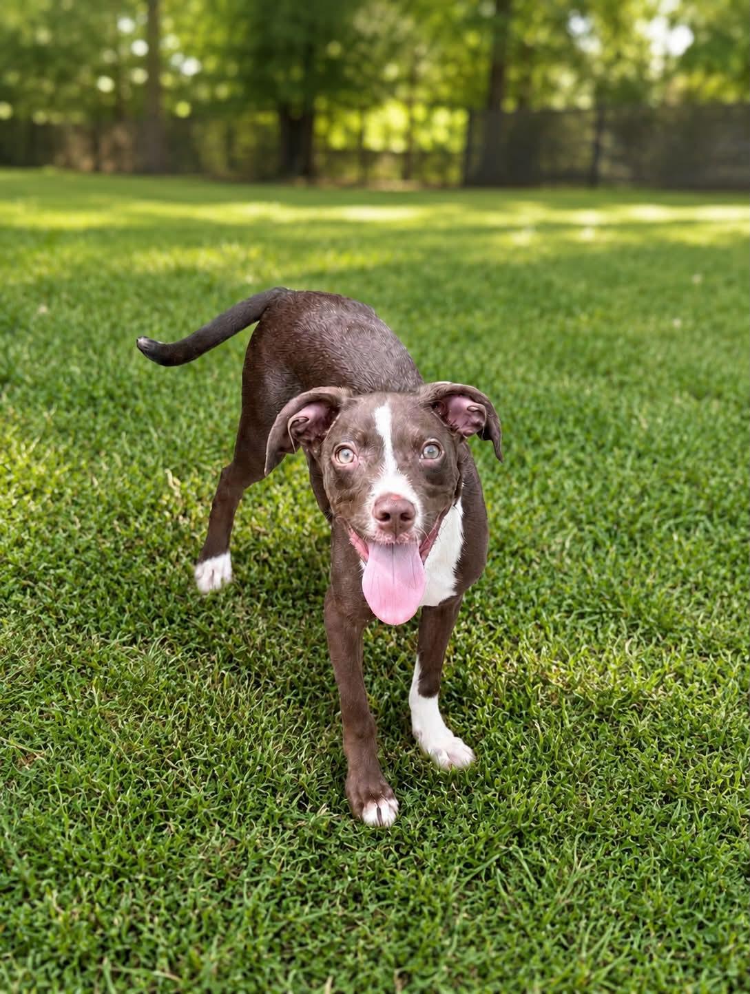 Enlarge Chip, a Adoptable mixed breed in Baton Rouge, LA image 1/1