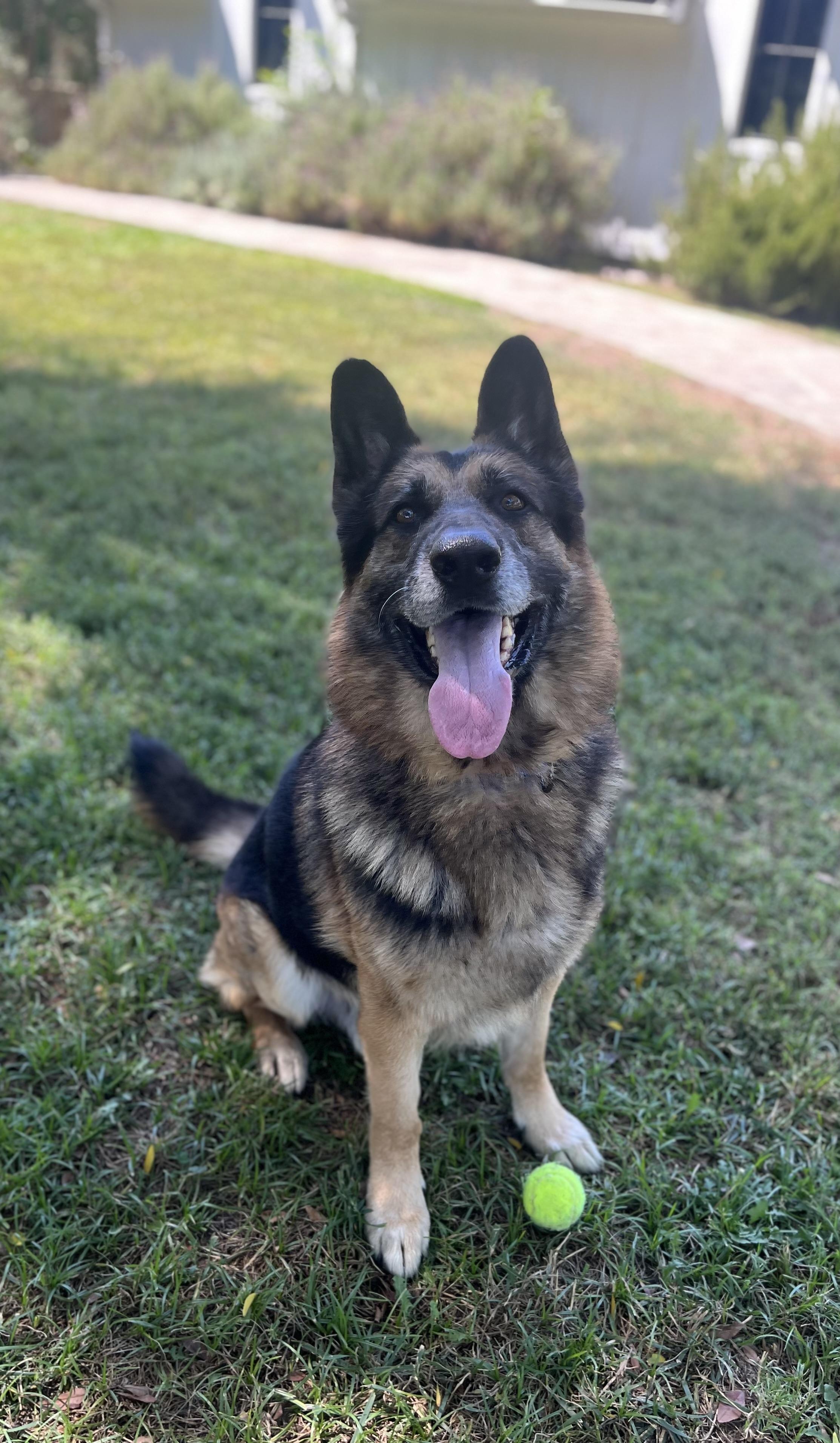 Enlarge LUCAS, a ADOPTABLE German Shepherd Dog in Los Angeles, CA image 2/3