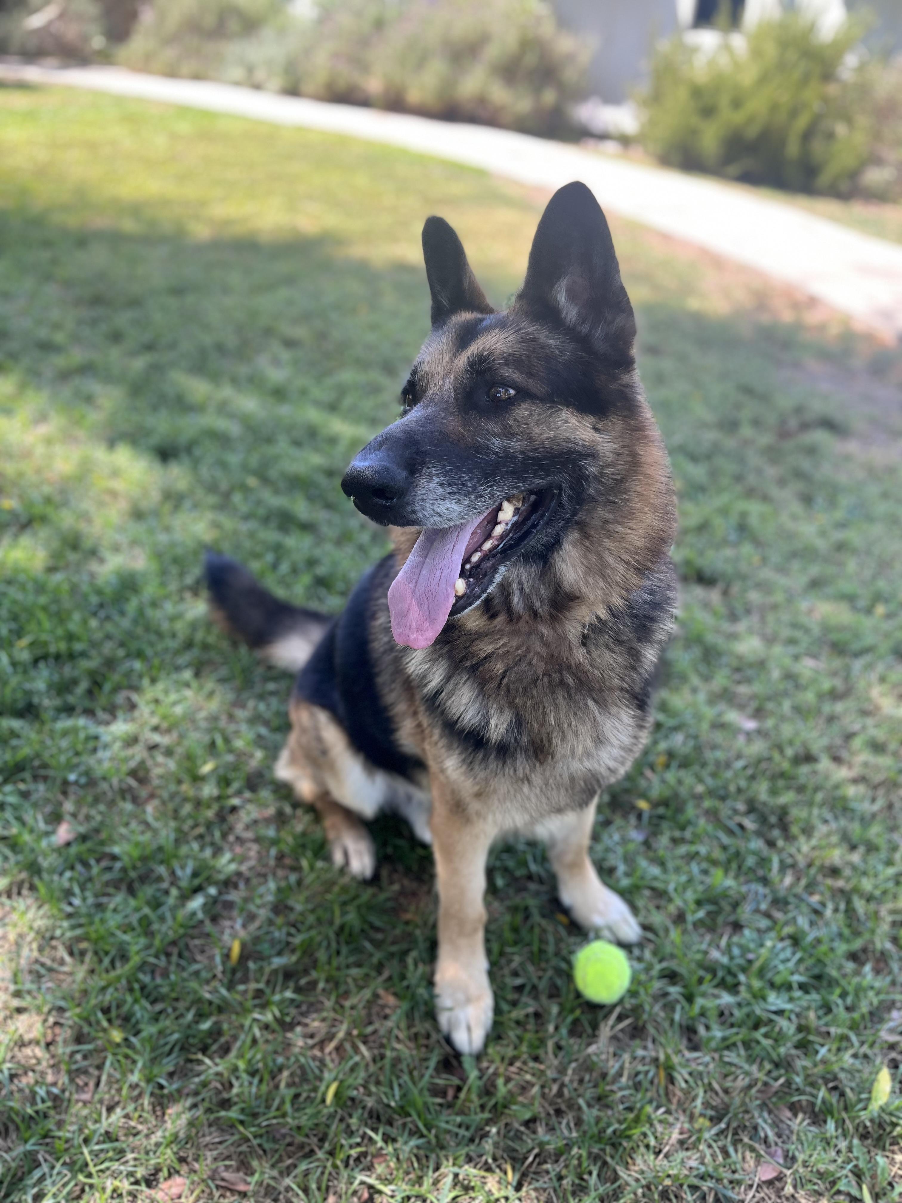 Enlarge LUCAS, a ADOPTABLE German Shepherd Dog in Los Angeles, CA image 3/3