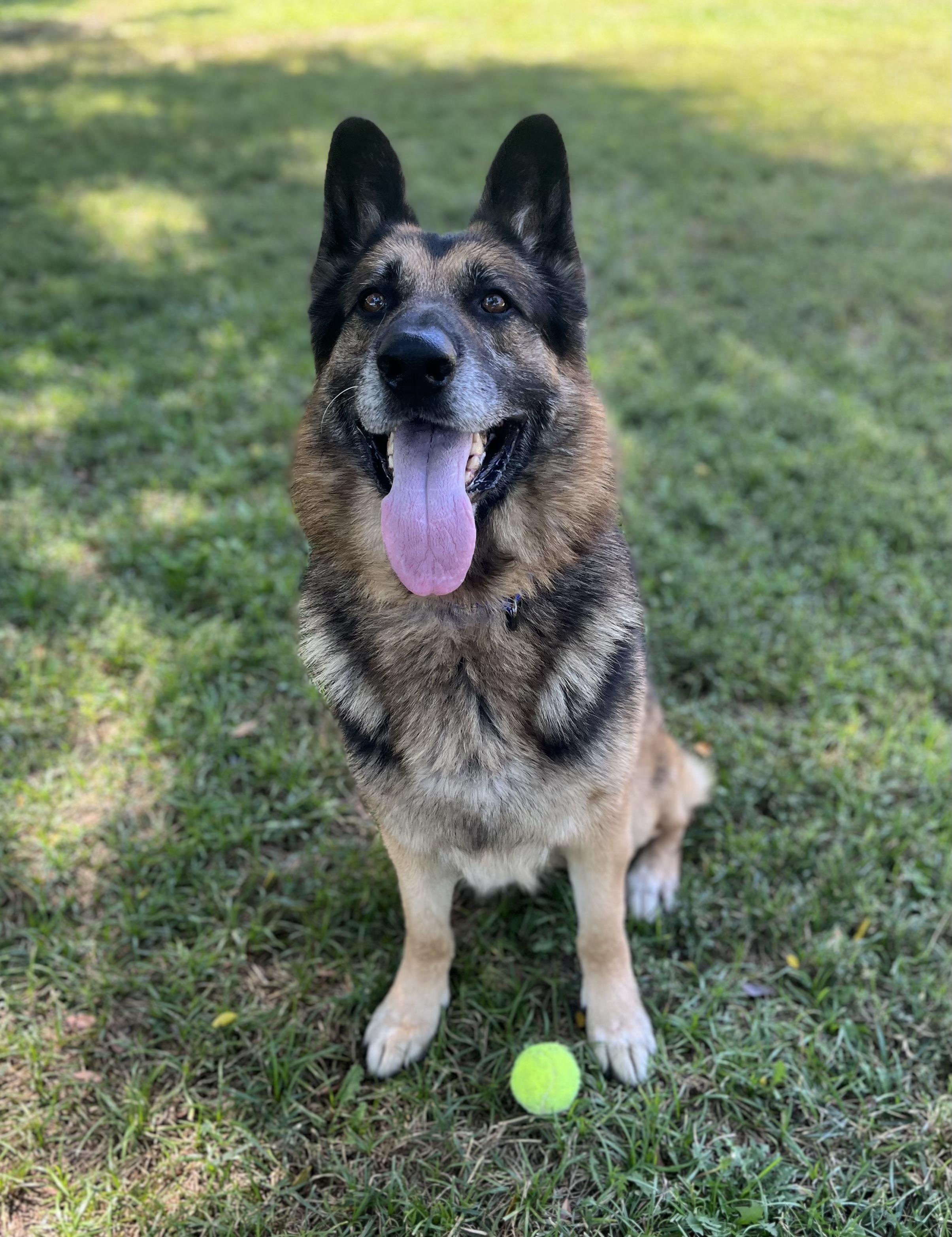 Enlarge LUCAS, a ADOPTABLE German Shepherd Dog in Los Angeles, CA image 1/3