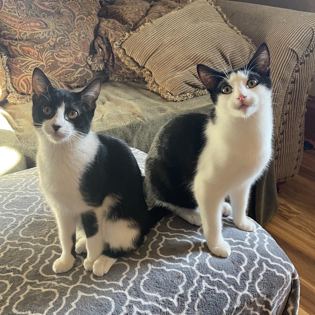 Mikey, Adoptable, Young Male Domestic Short Hair.