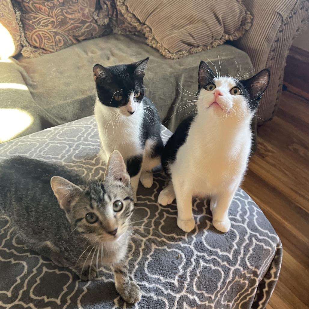 Enlarge Mikey, a Adoptable Domestic Short Hair in Canton, IL image 2/6