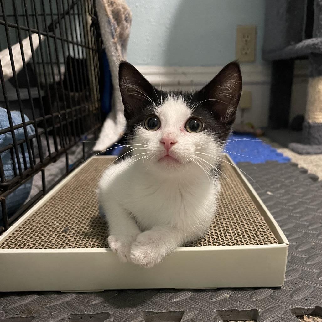 Enlarge Mikey, a Adoptable Domestic Short Hair in Canton, IL image 3/6