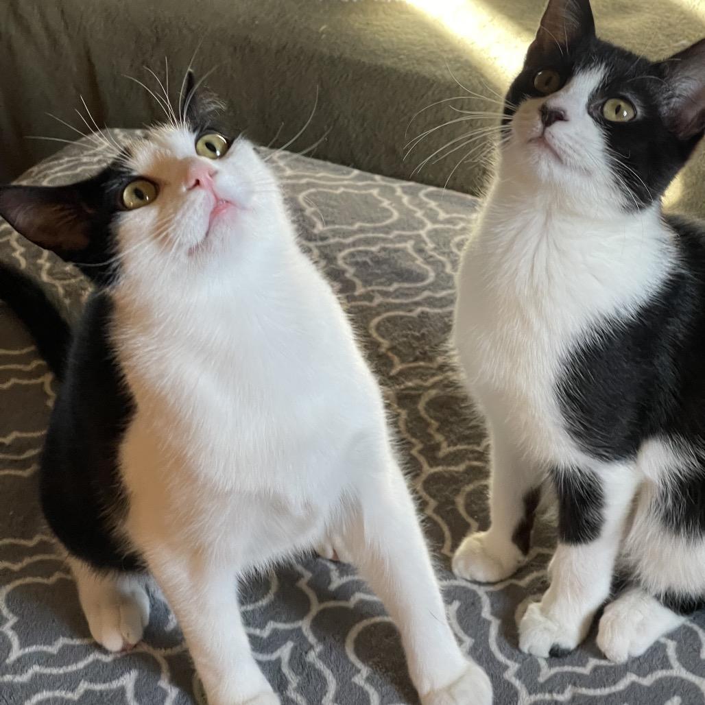 Enlarge Mikey, a Adoptable Domestic Short Hair in Canton, IL image 4/6