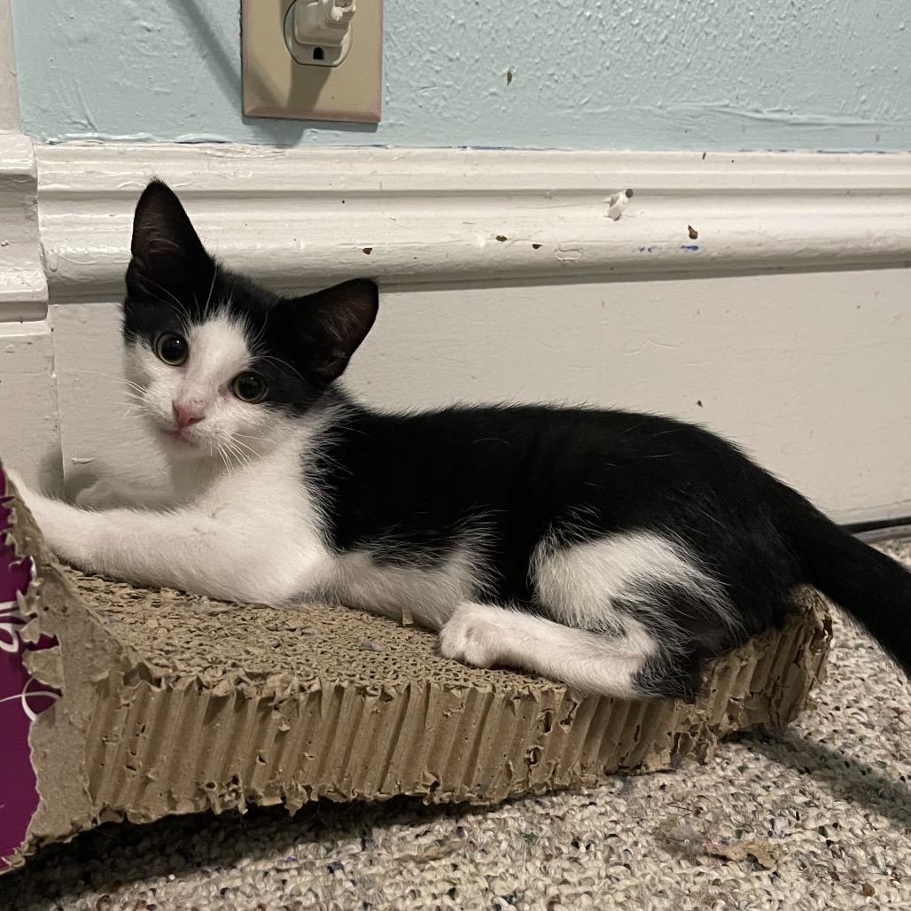 Enlarge Mikey, a Adoptable Domestic Short Hair in Canton, IL image 5/6