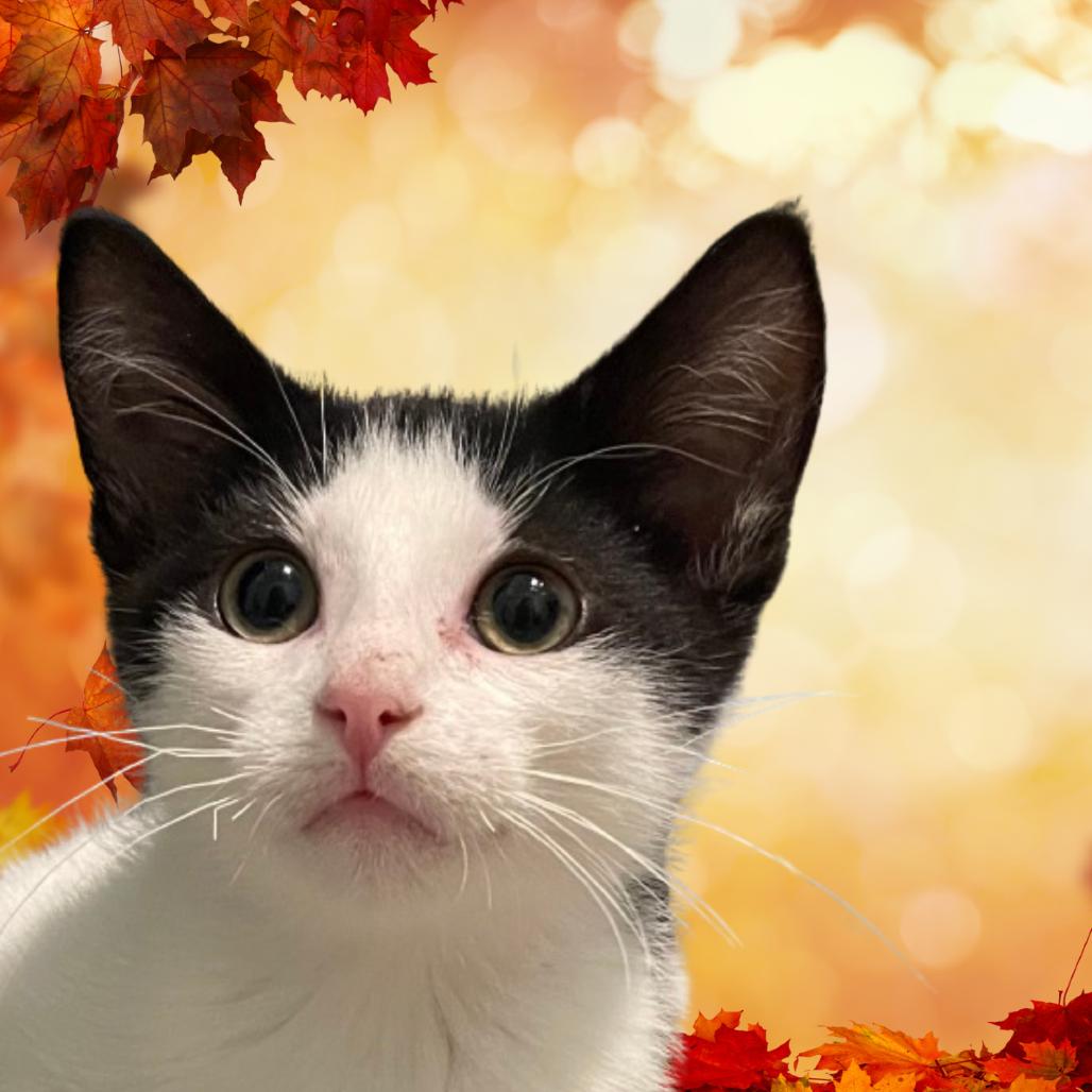 Enlarge Mikey, a Adoptable Domestic Short Hair in Canton, IL image 6/6