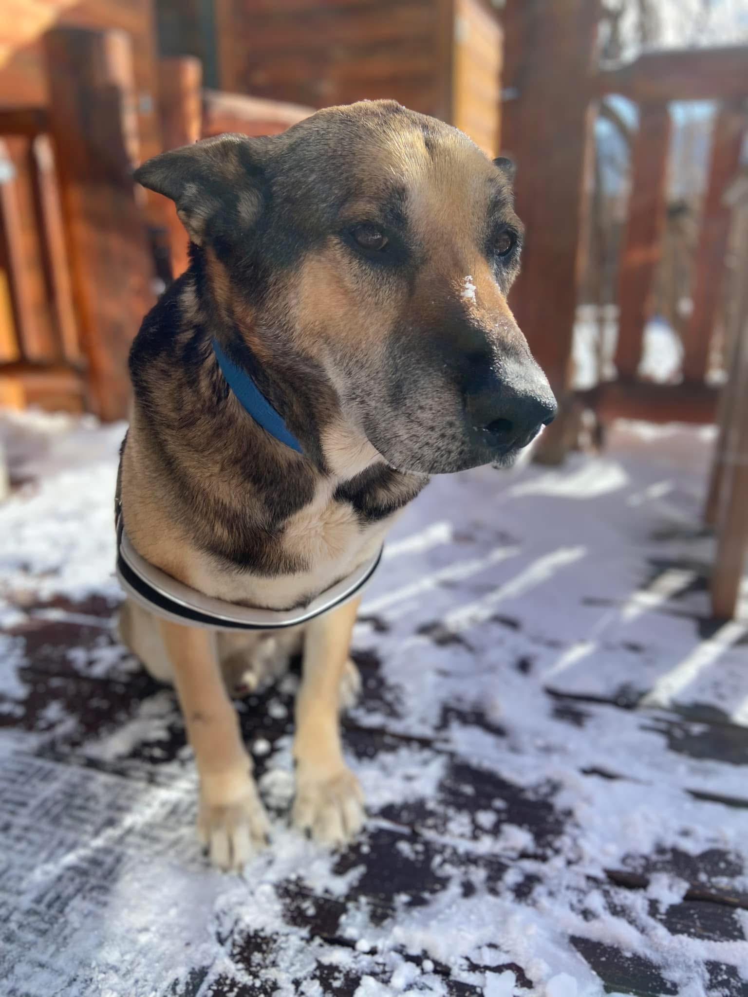 Big Guy, an adoptable German Shepherd Dog in Estes Park, CO, 80517 | Photo Image 1