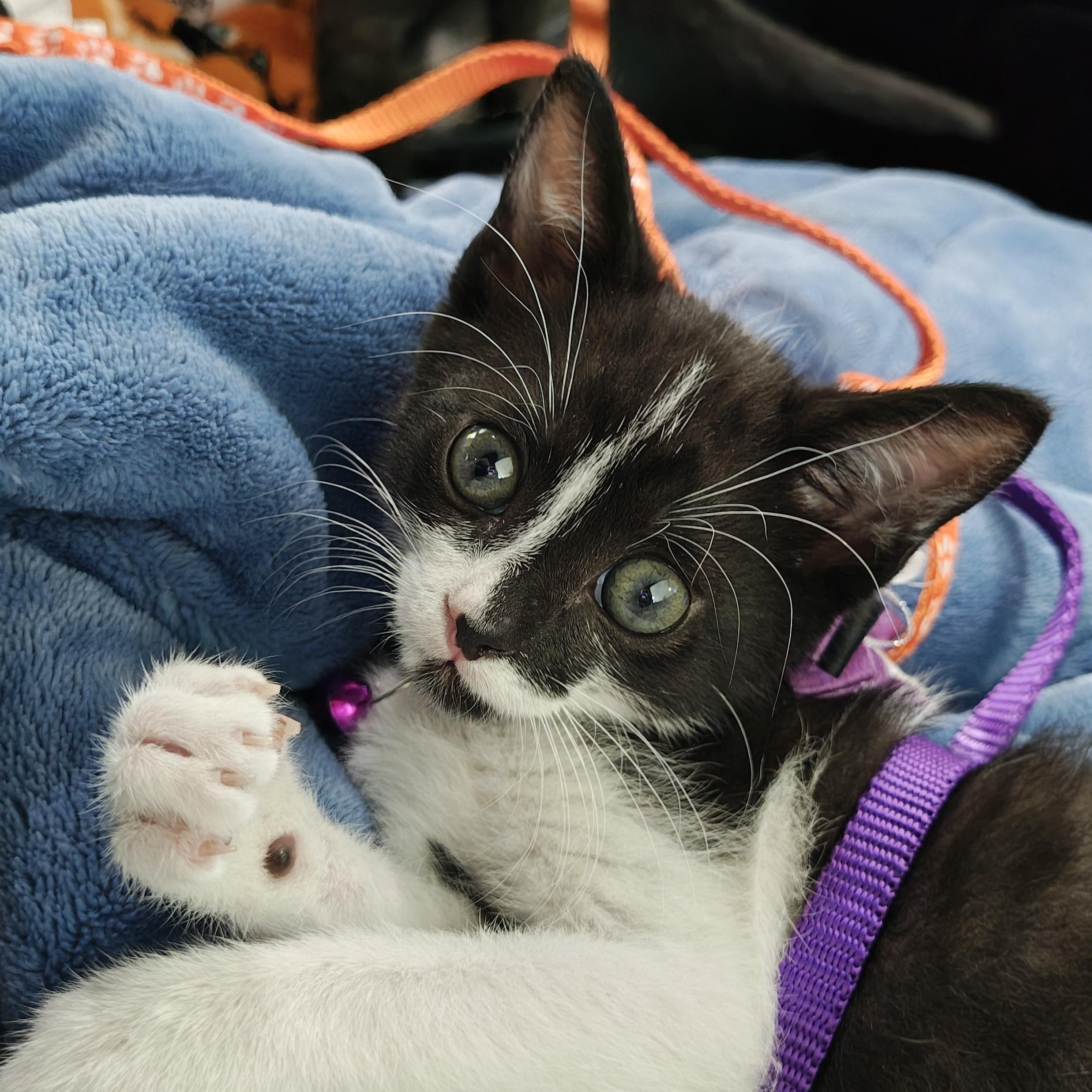 Enlarge Raising Cane's Spooky "Mini Moo", a Adoptable Domestic Short Hair in Mt Pleasant, SC image 5/6