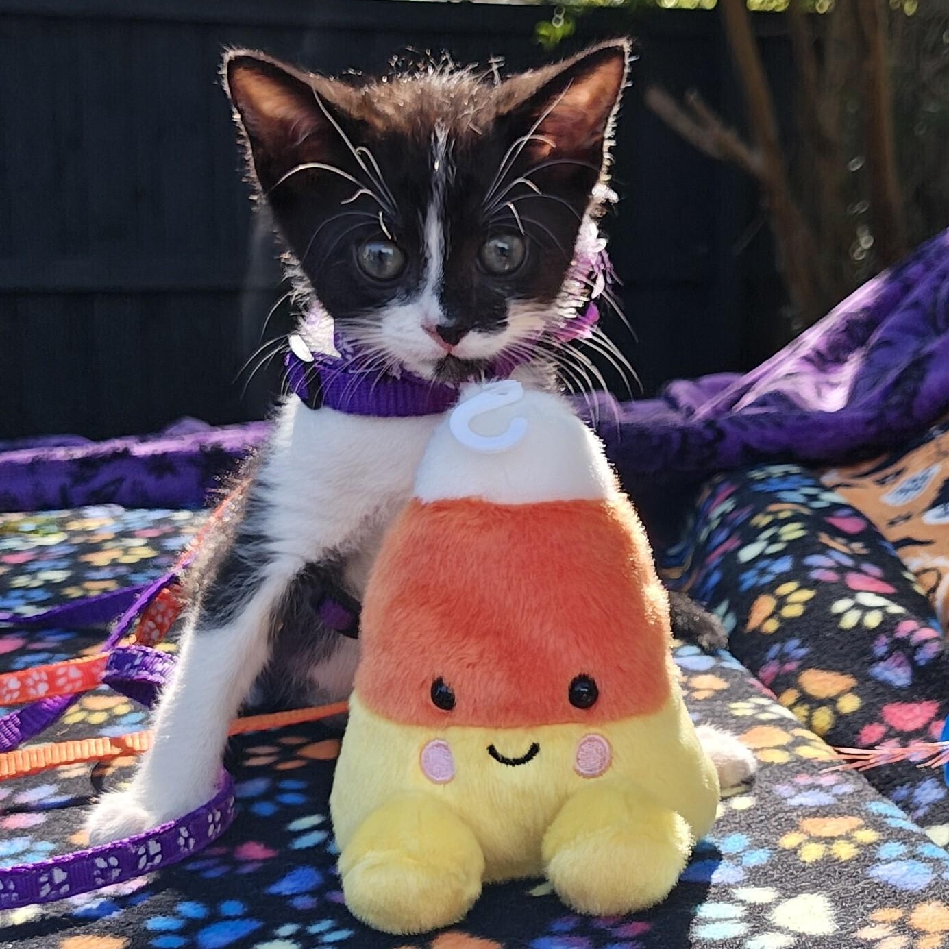 Raising Cane's Spooky "Mini Moo", Adoptable, Kitten Male Domestic Short Hair.