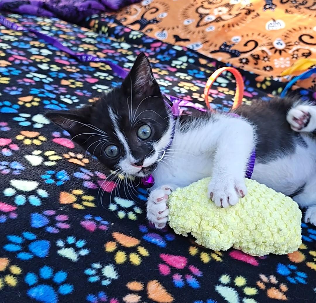Enlarge Raising Cane's Spooky "Mini Moo", a Adoptable Domestic Short Hair in Mt Pleasant, SC image 2/6