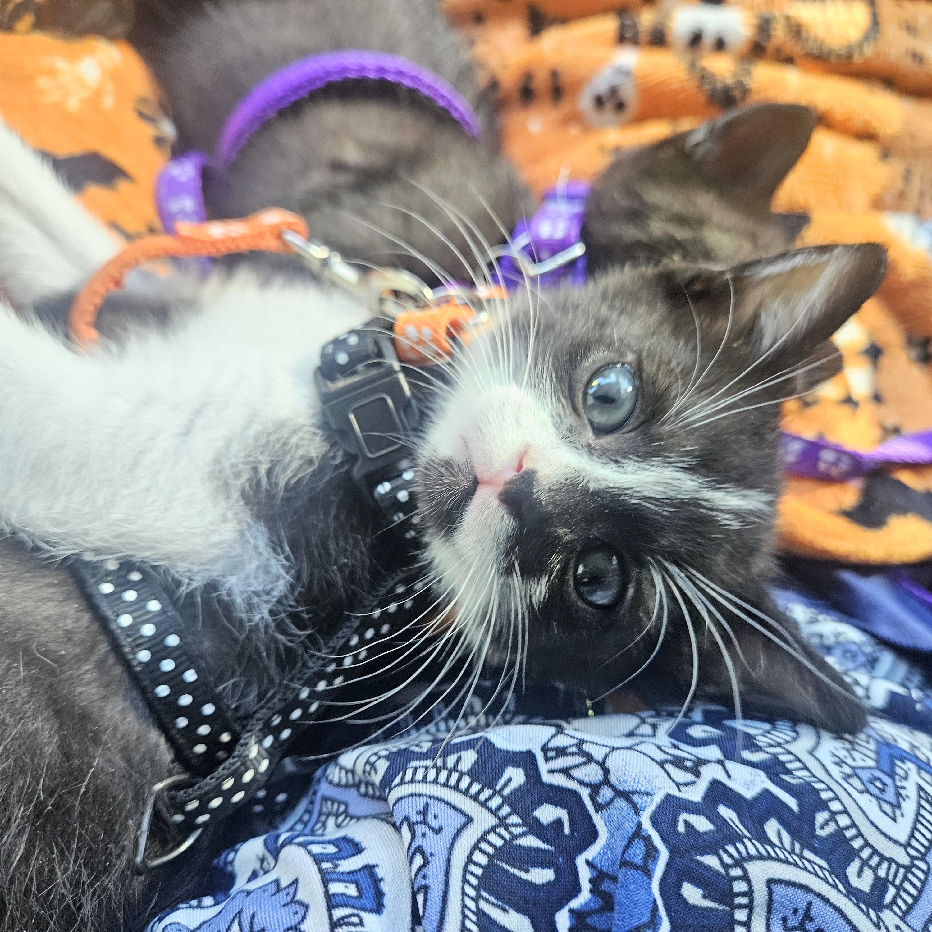 Enlarge Raising Cane's Spooky "Mini Moo", a Adoptable Domestic Short Hair in Mt Pleasant, SC image 4/6