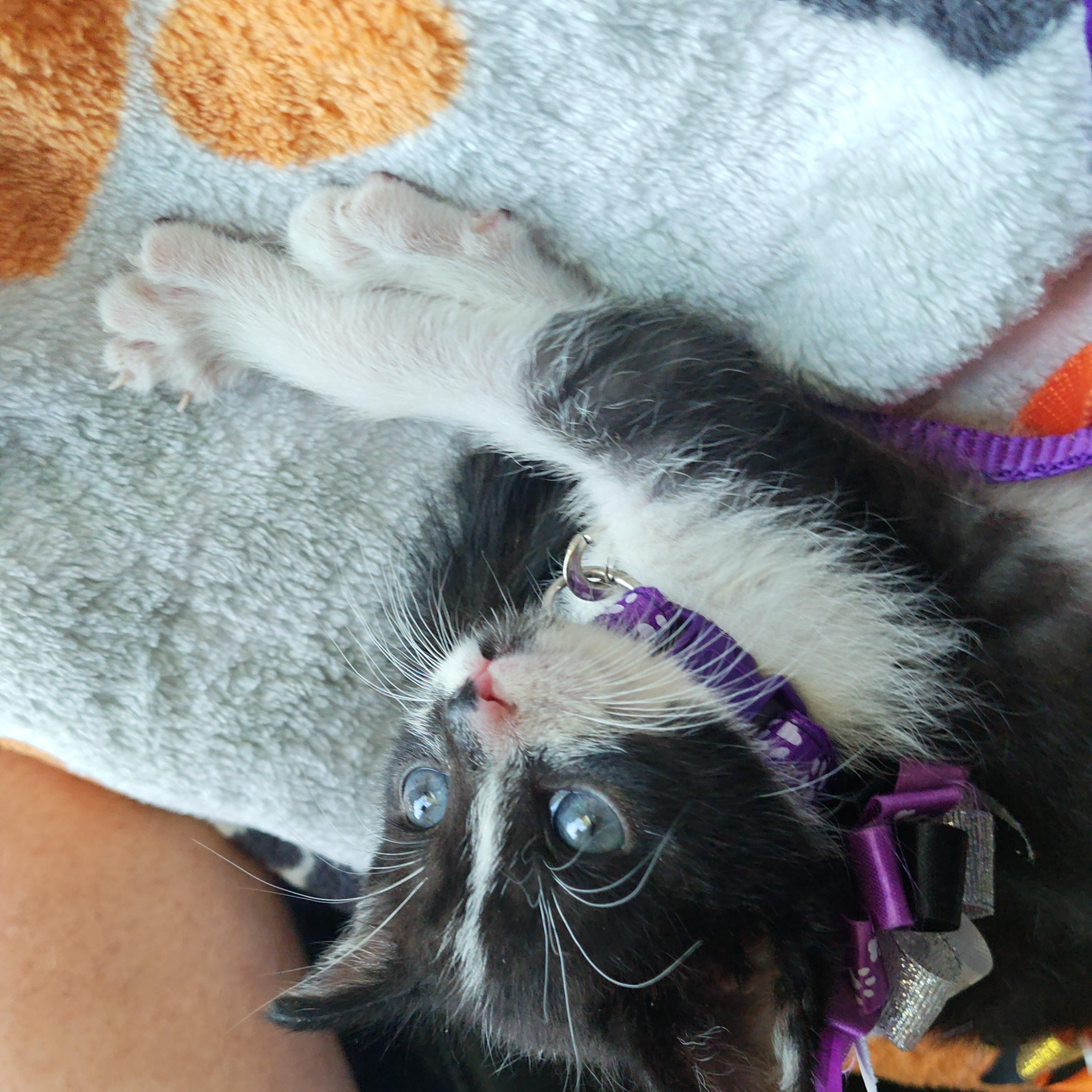 Enlarge Raising Cane's Spooky "Mini Moo", a Adoptable Domestic Short Hair in Mt Pleasant, SC image 3/6