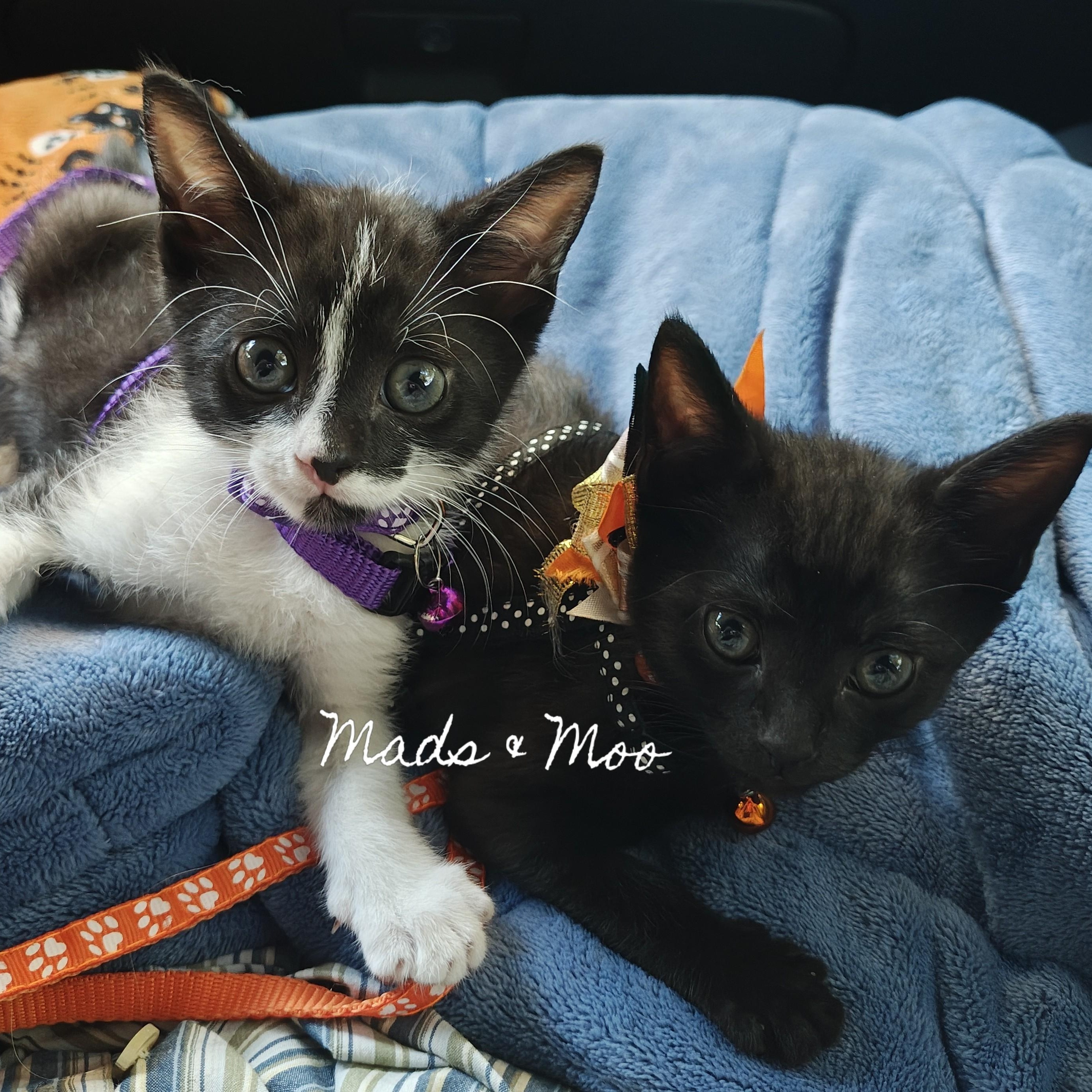 Enlarge Raising Cane's Spooky "Mini Moo", a Adoptable Domestic Short Hair in Mt Pleasant, SC image 6/6