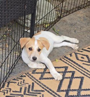 Enlarge Rosalind, a Adoptable mixed breed in Canterbury, CT image 2/6