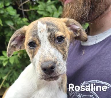 Enlarge Rosalind, a Adoptable mixed breed in Canterbury, CT image 3/6