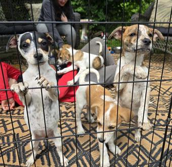 Enlarge Rosalind, a Adoptable mixed breed in Canterbury, CT image 4/6