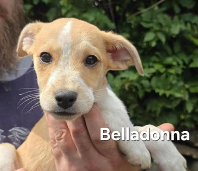 Enlarge Rosalind, a Adoptable mixed breed in Canterbury, CT image 5/6