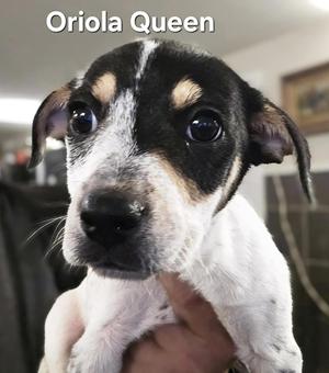 Enlarge Rosalind, a Adoptable mixed breed in Canterbury, CT image 6/6