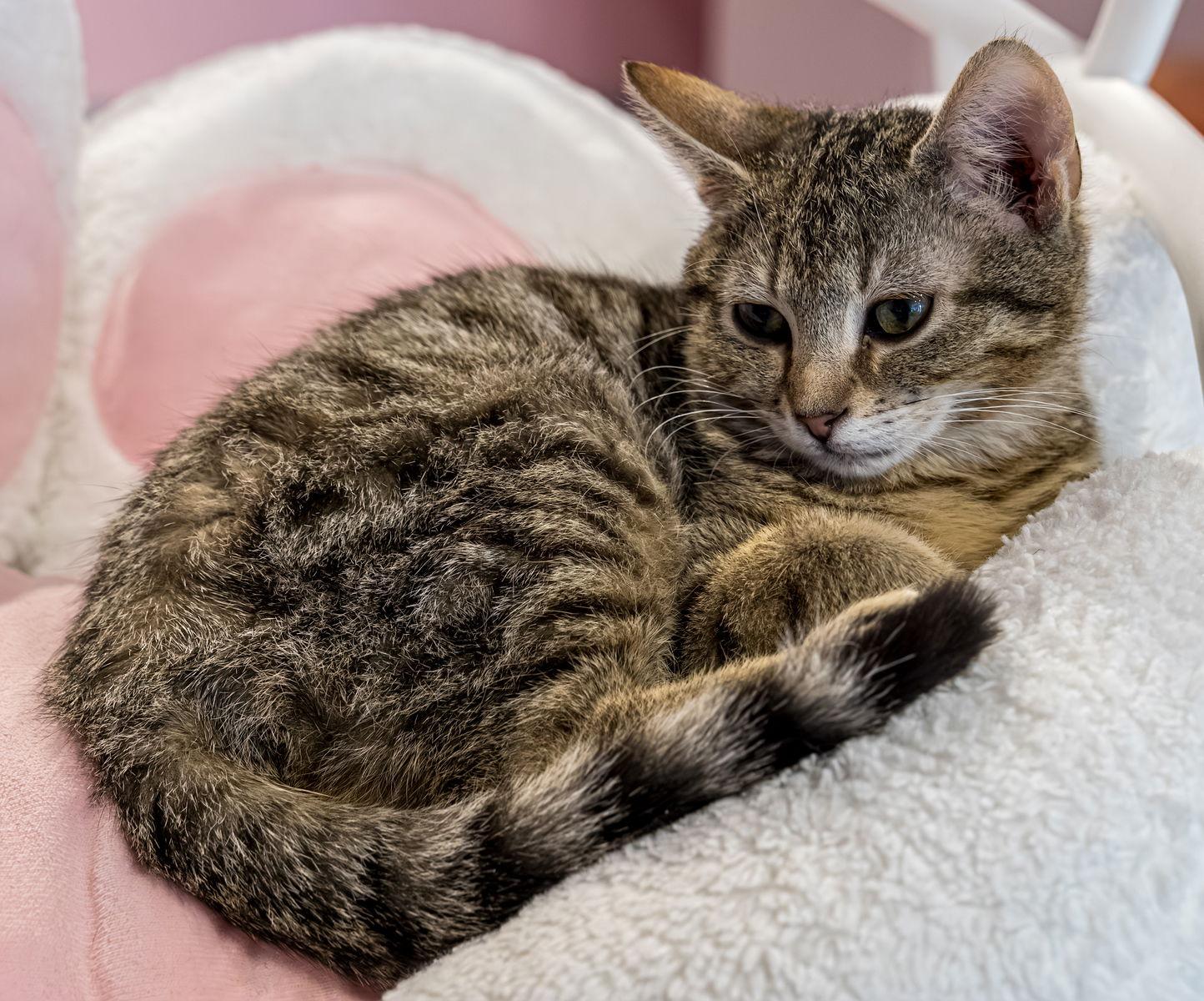 Avery - KBC — thumbnail 2